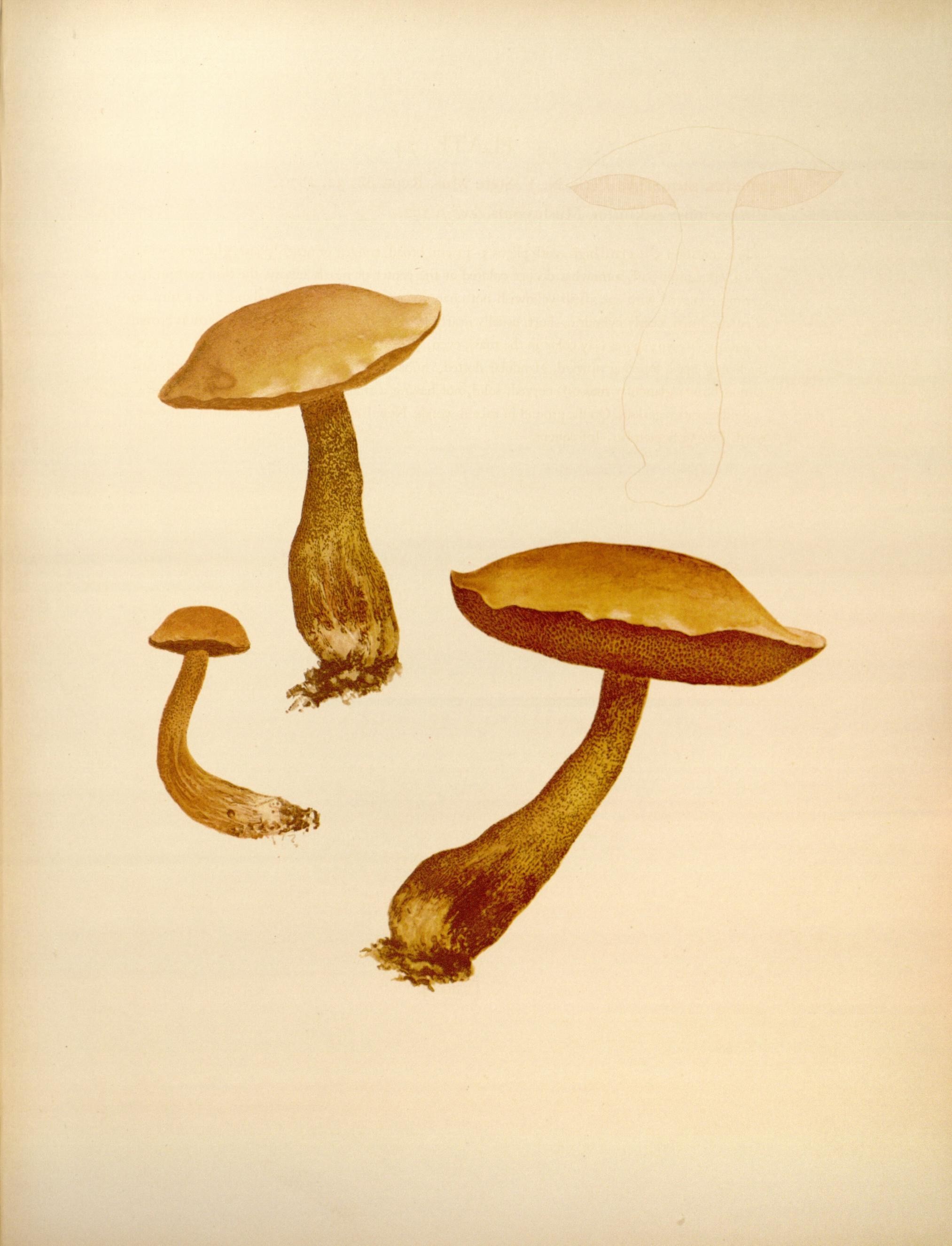 Icones Farlowianae (Pl. 74) (8489492386)