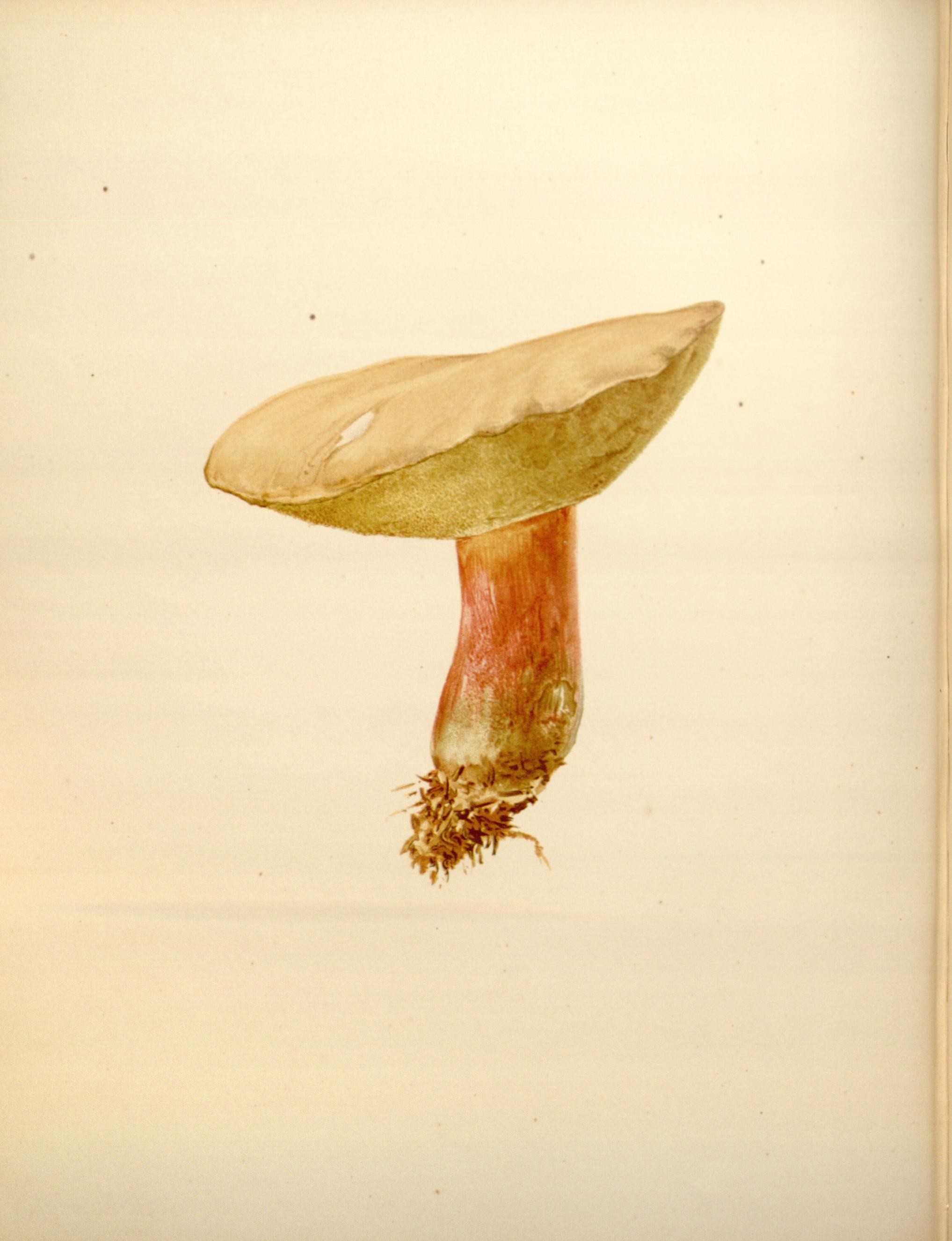 Icones Farlowianae (Pl. 82) (8488401907)