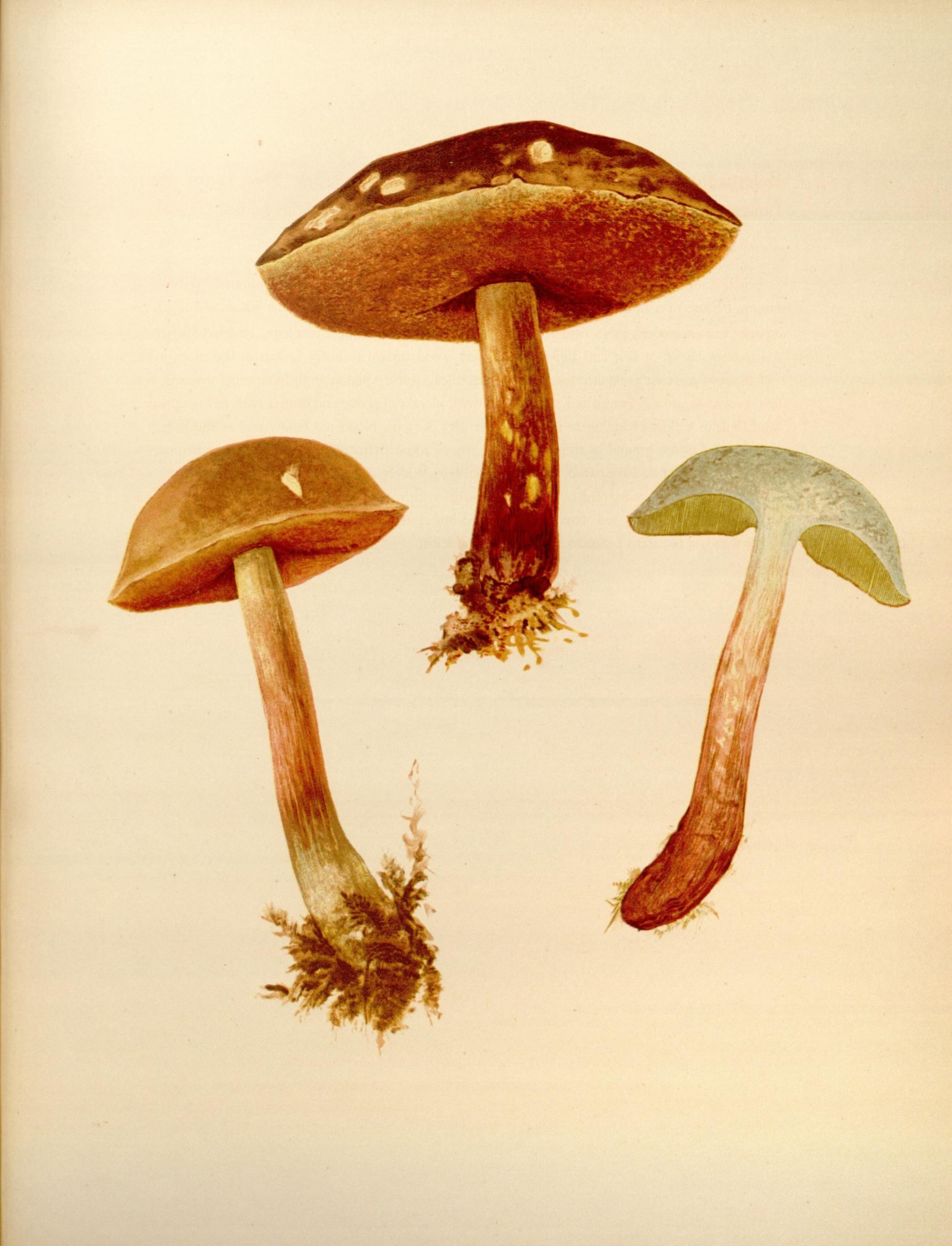 Icones Farlowianae (Pl. 85) (8488403567)