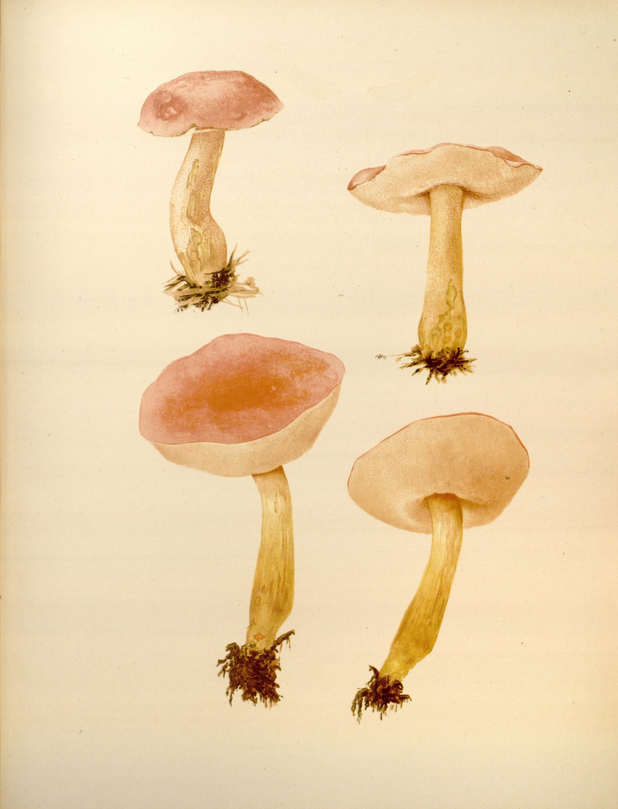Icones Farlowianae (Pl. 87) (8489499460)