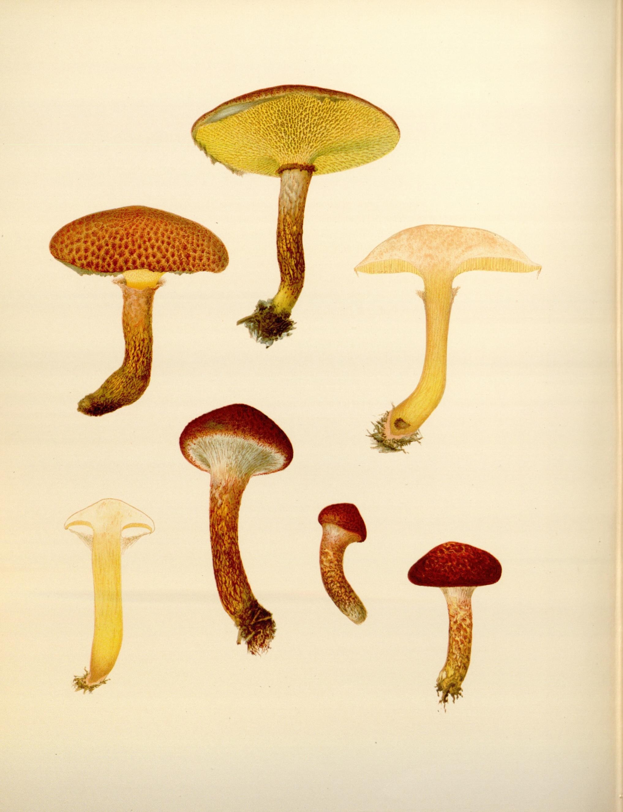Icones Farlowianae (Pl. 90) (8489500956)