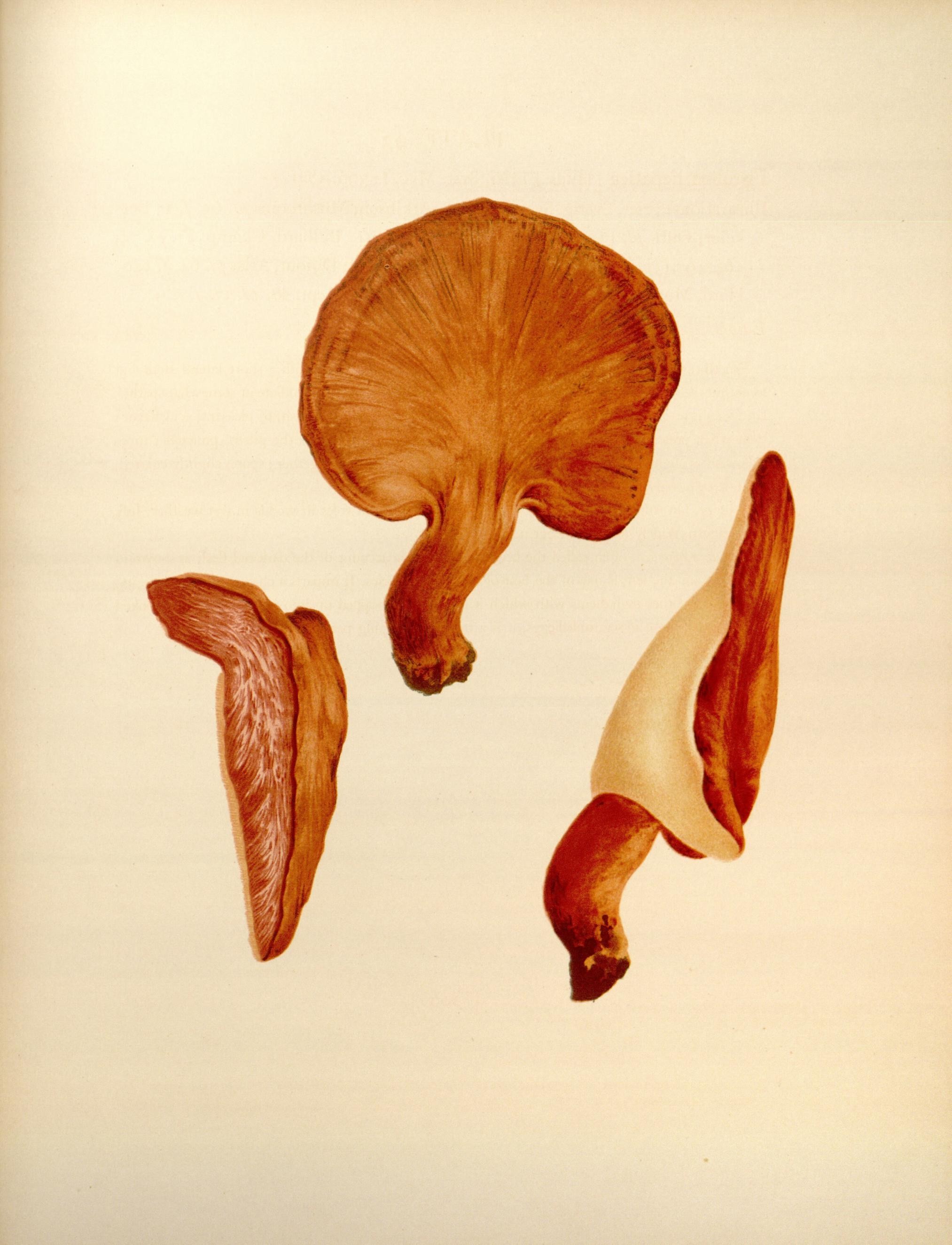 Icones Farlowianae (Pl. 93) (8489502506)