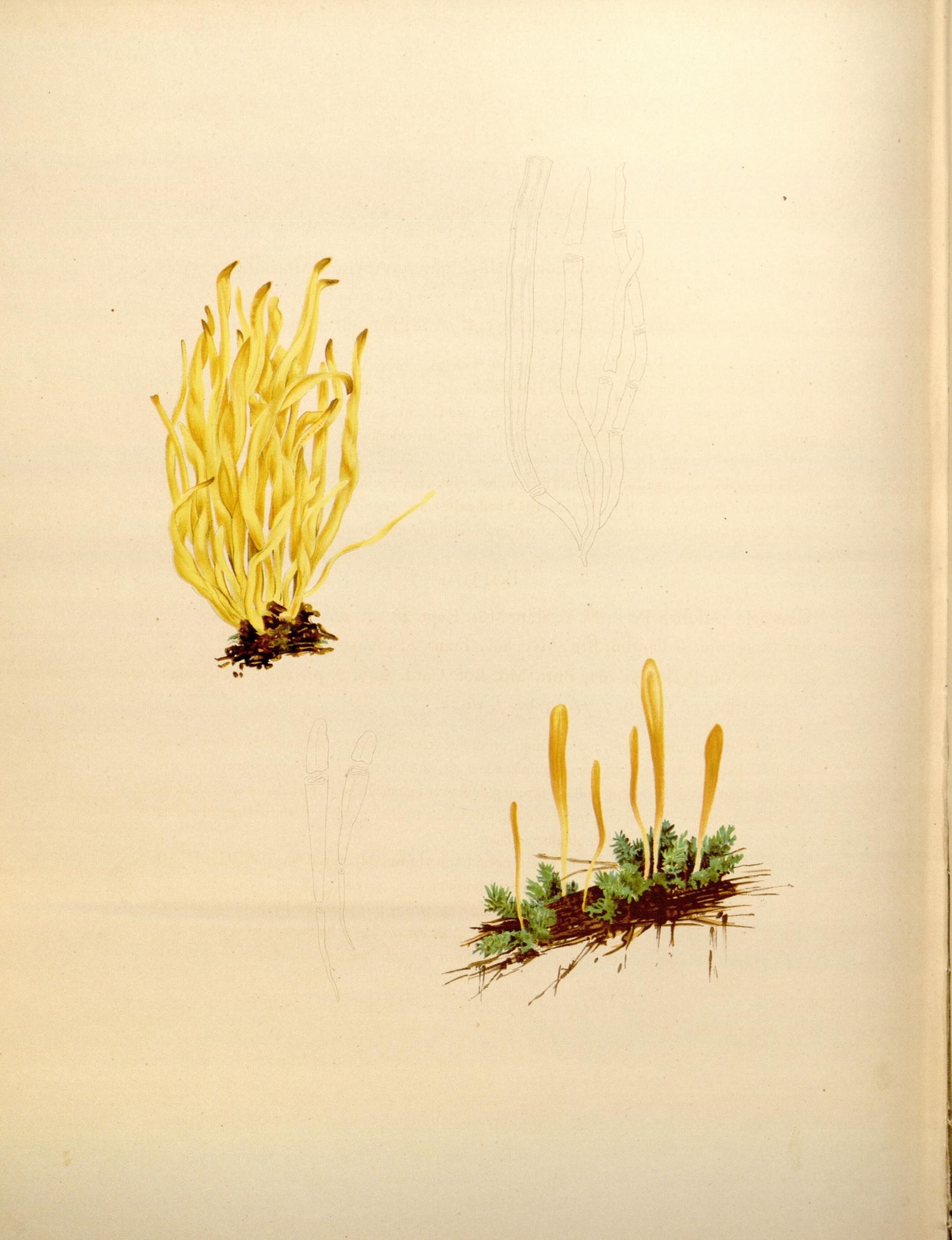 Icones Farlowianae (Pl. 99) (8489506062)