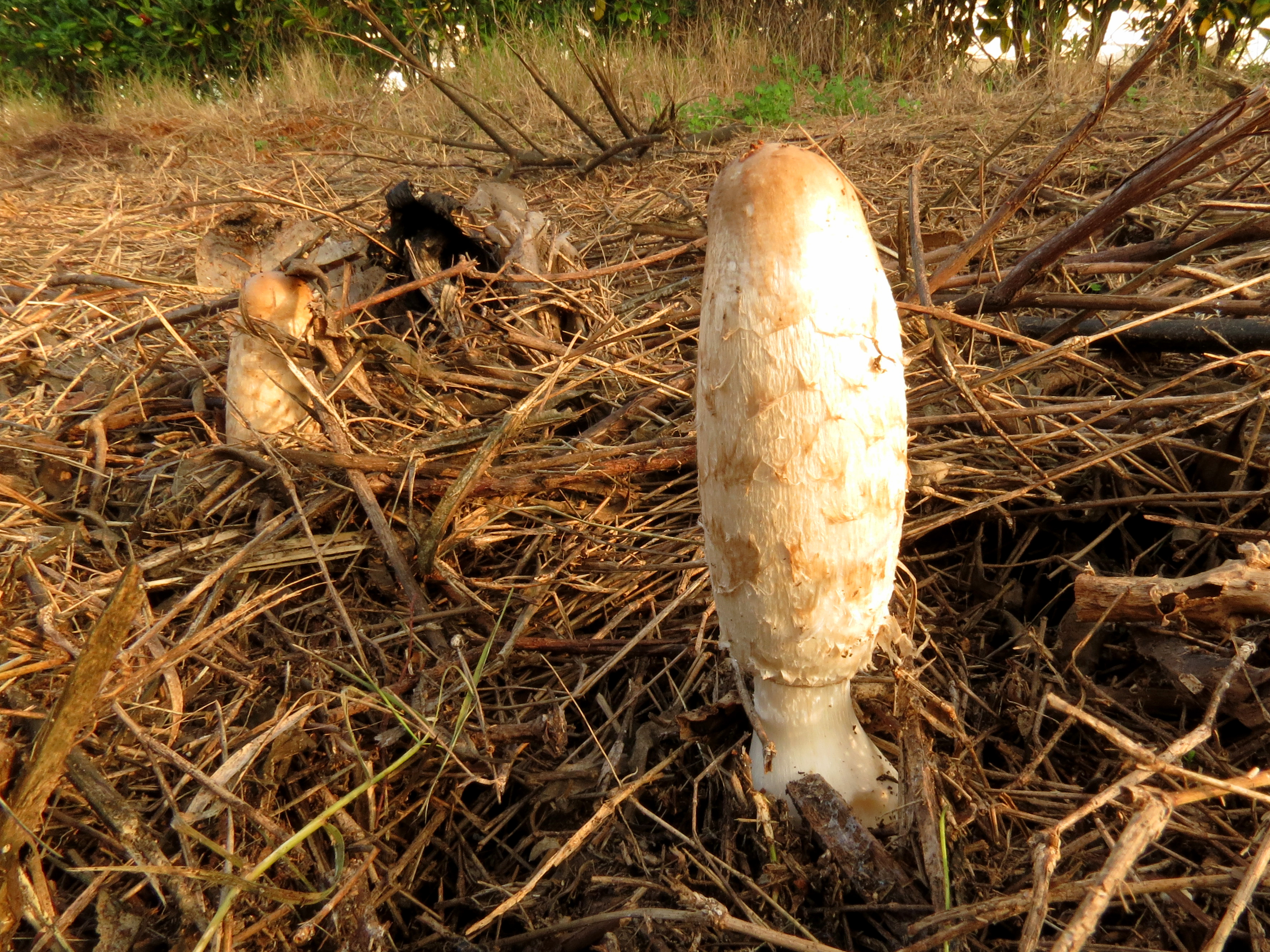 Inkcaps (23394619634)