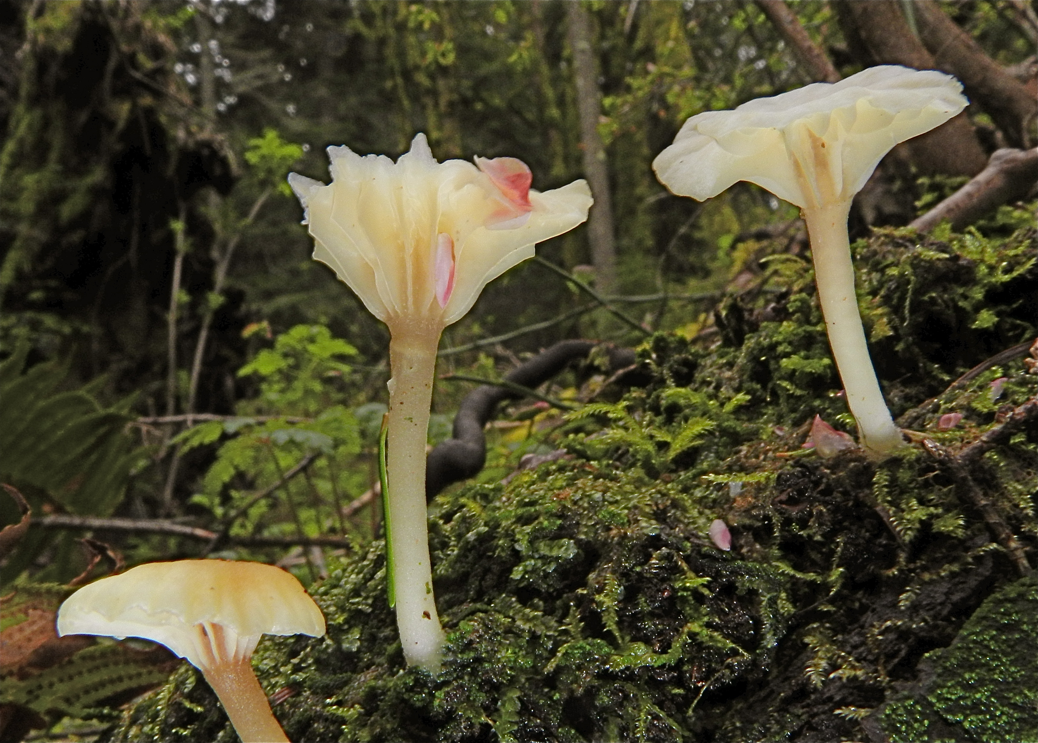 Ivory mushrooms (5674303644)