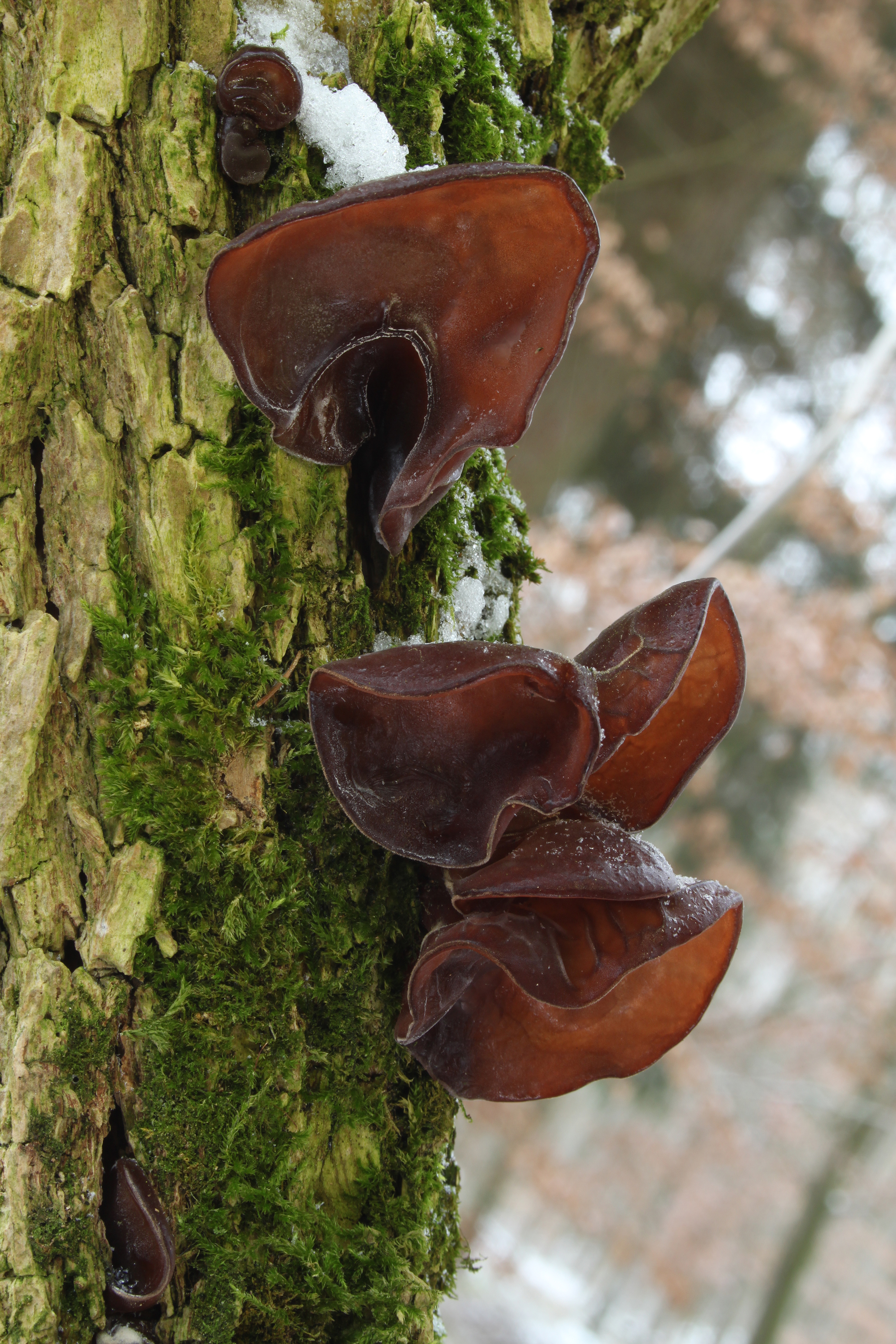 Judasohr Auricularia auricula judae pic2