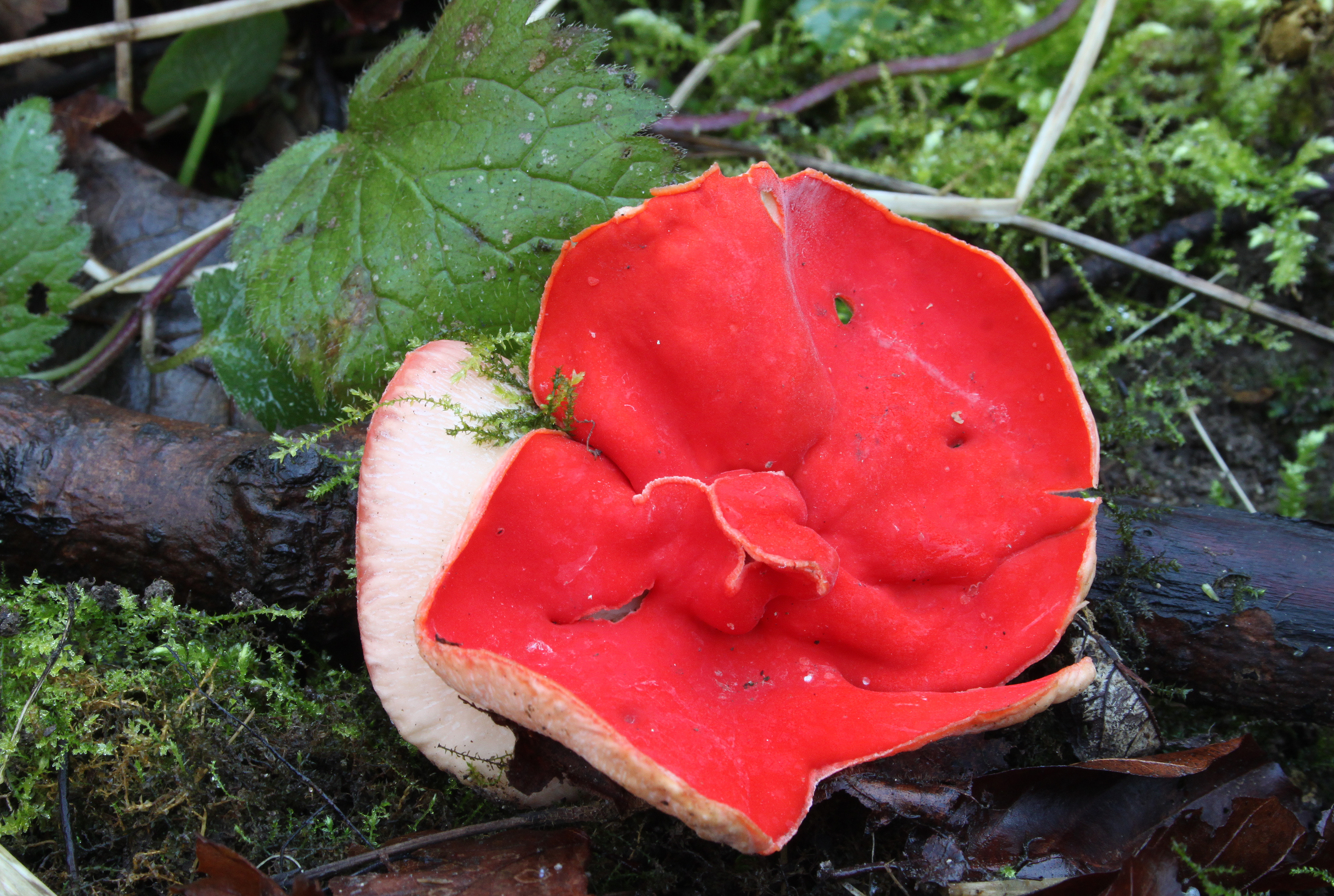 Jura-Kelchbecherling Sarcoscypha jurana