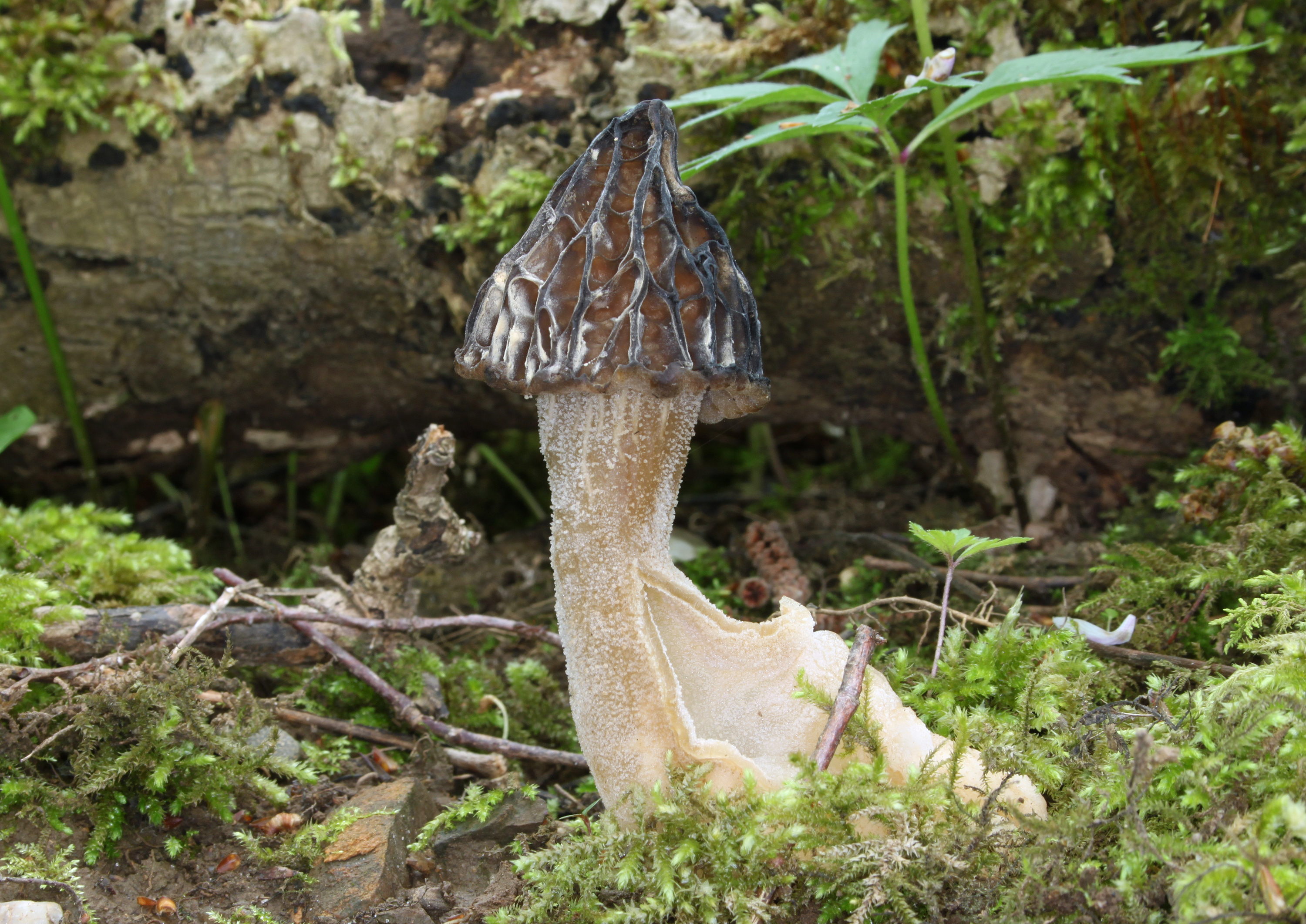 Käppchen Morchel Morchella gigas