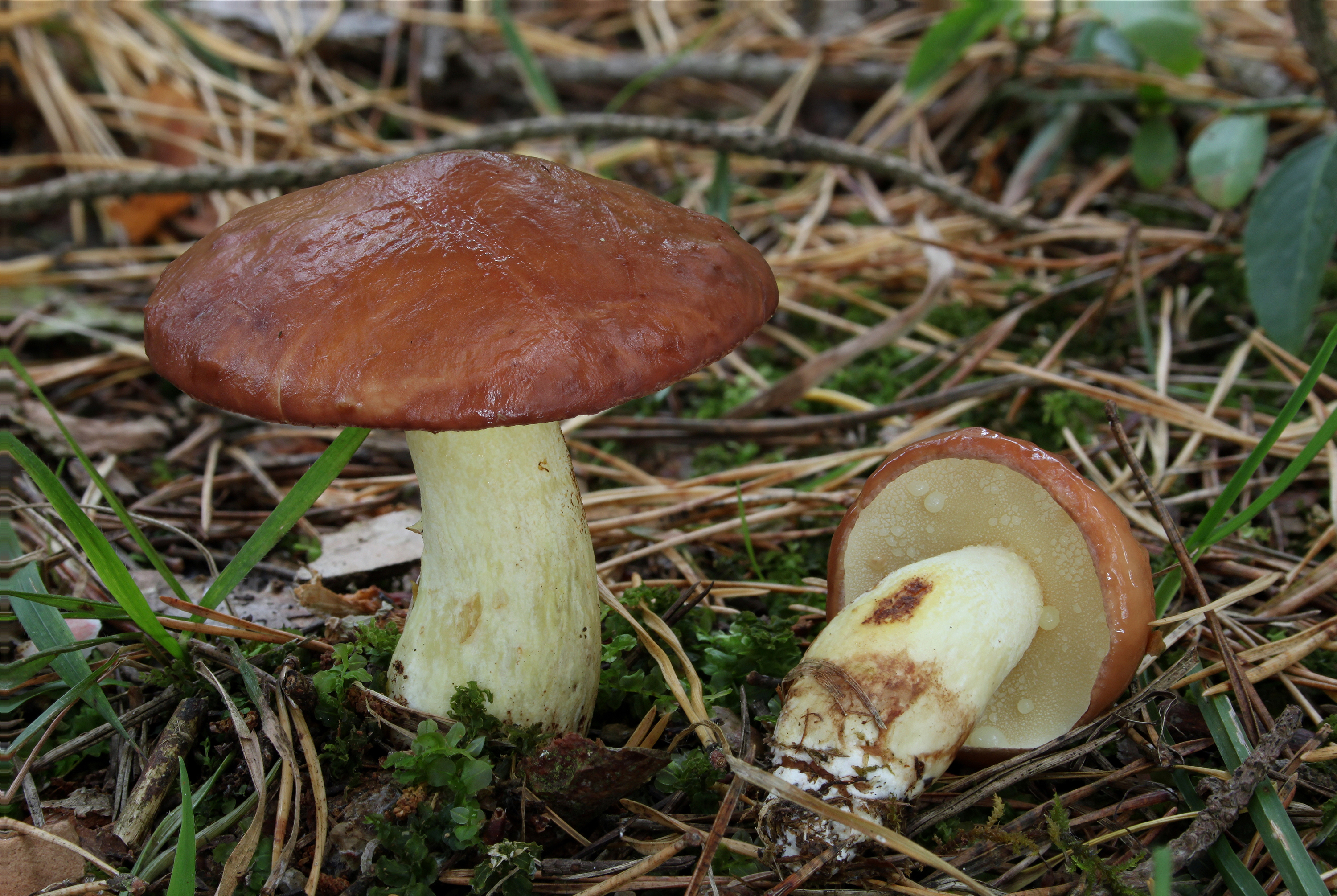 Körnchen-Röhrling Suillus granulatus 1