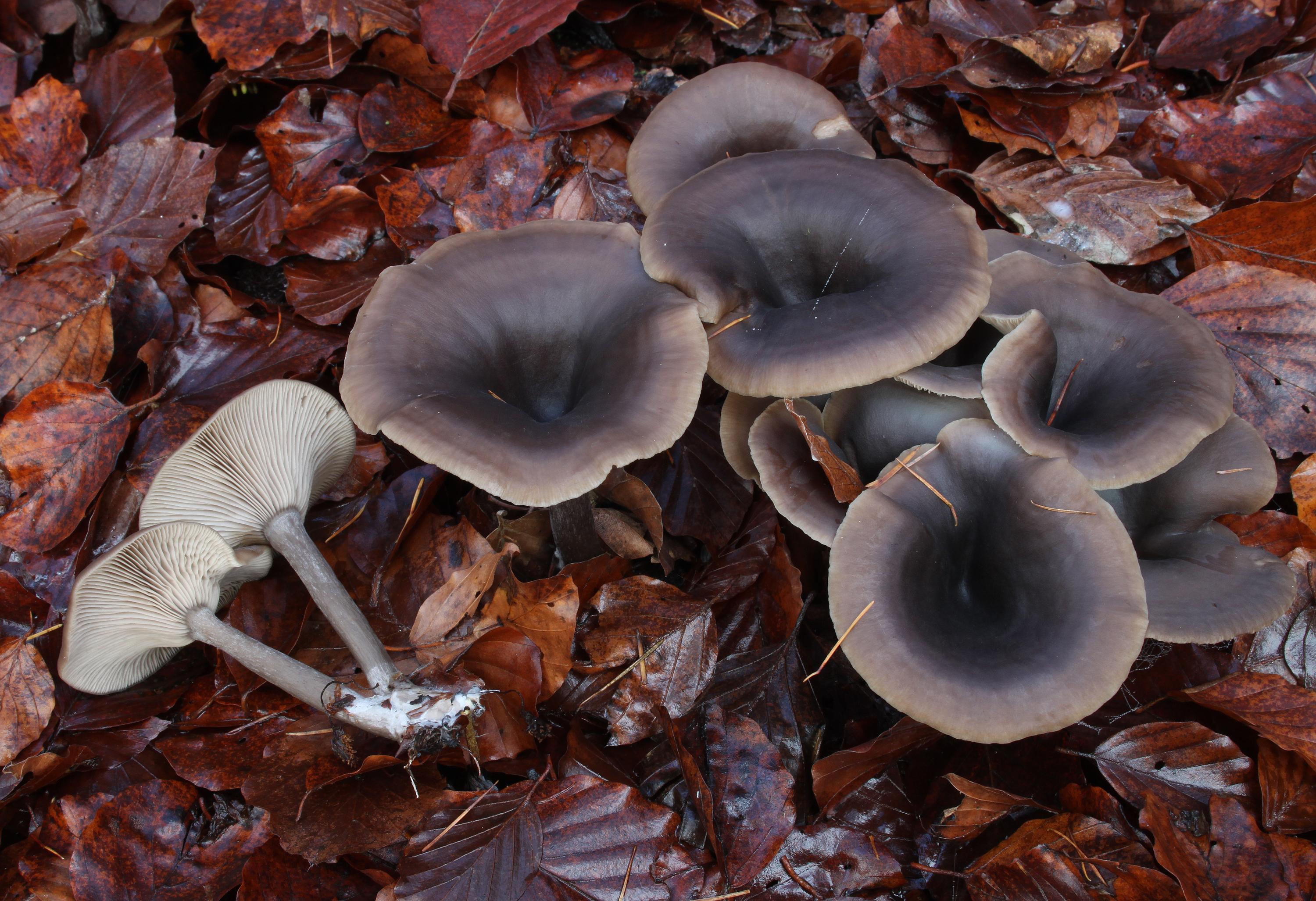 Kaffeebrauner Gabeltrichterling Pseudoclitocybe cyathiformis