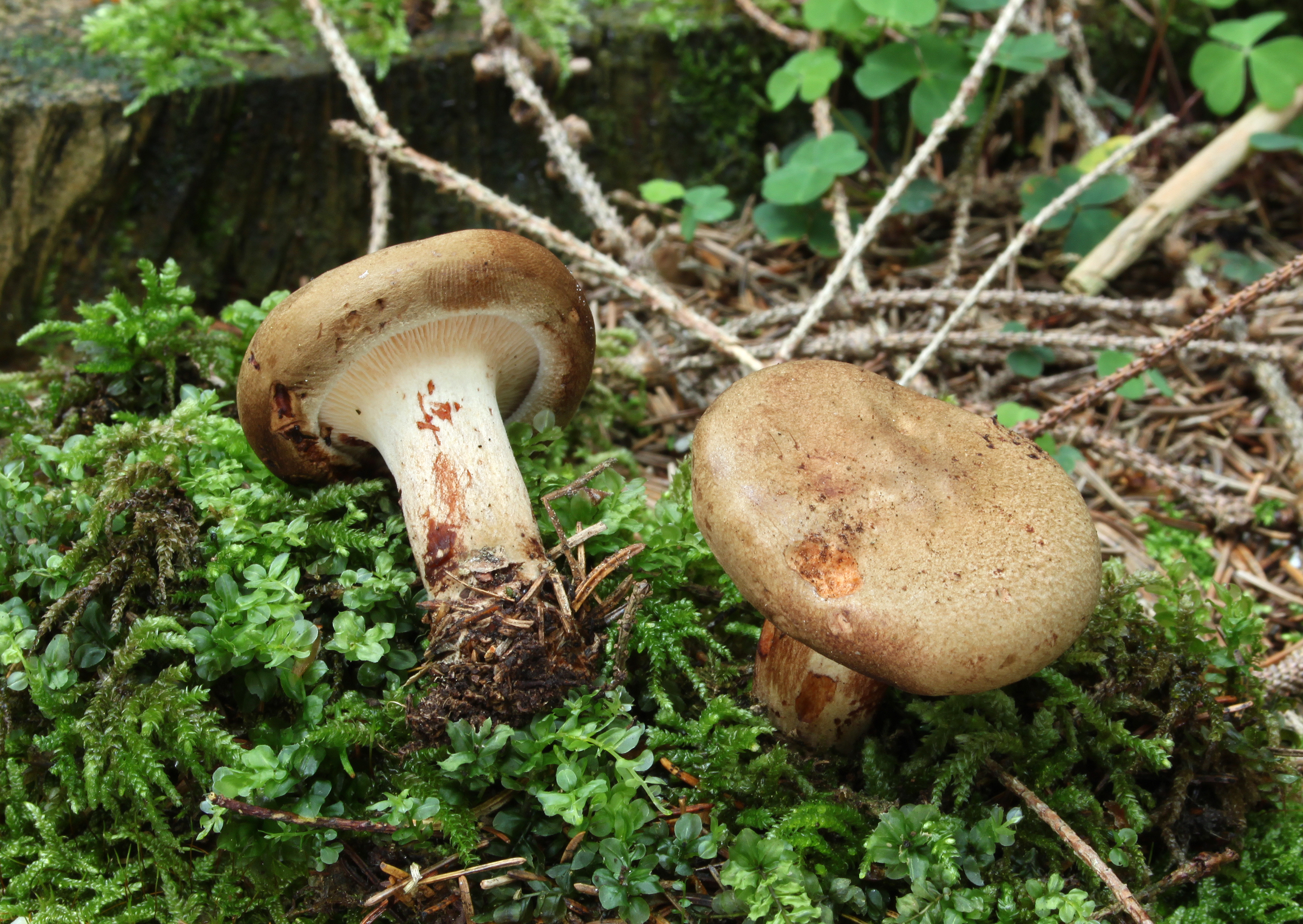 Kahler-Krempling-Paxillus-involutus