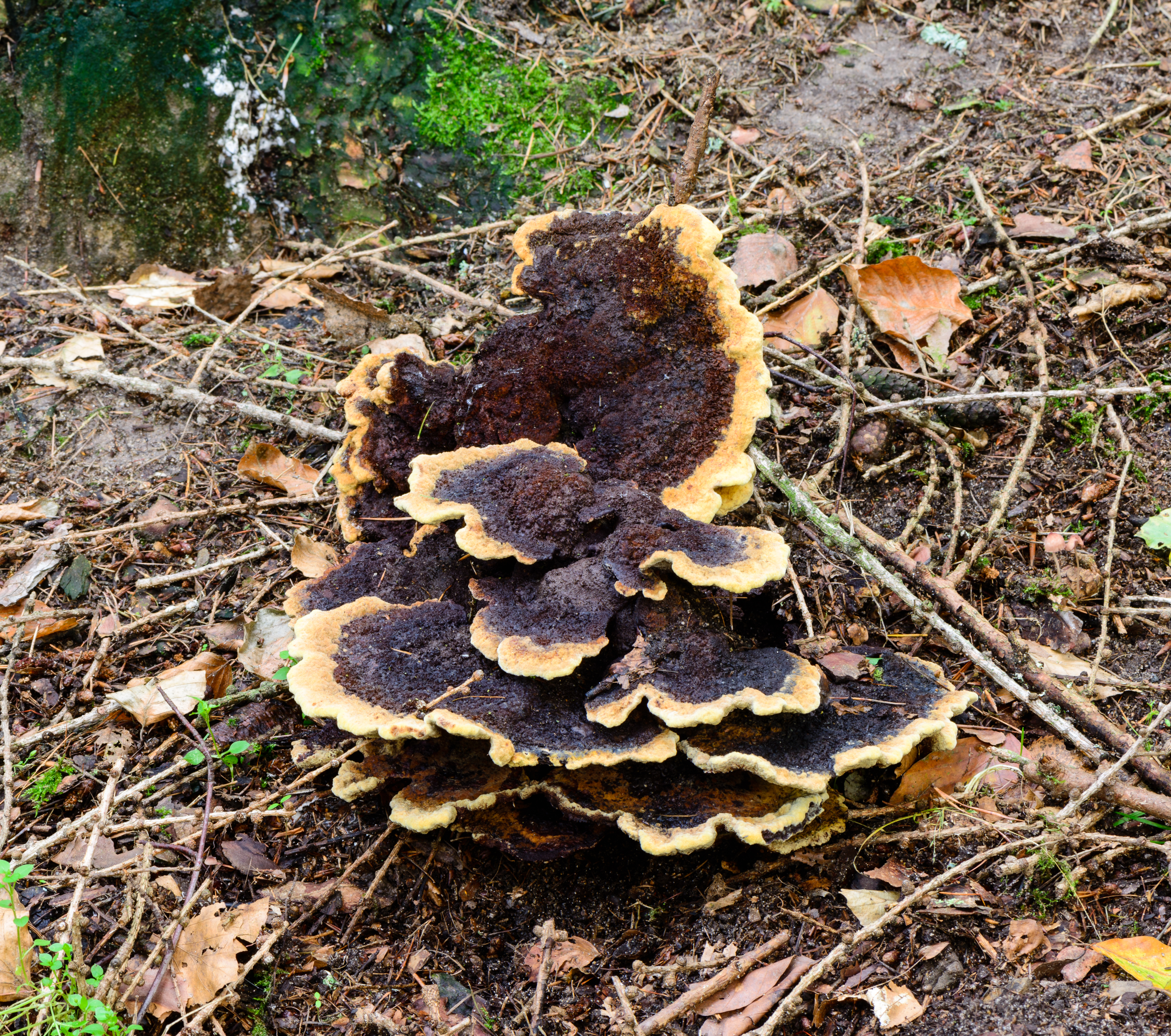 Kiefern-Braunporling - Phaeolus schweinitzii - 02