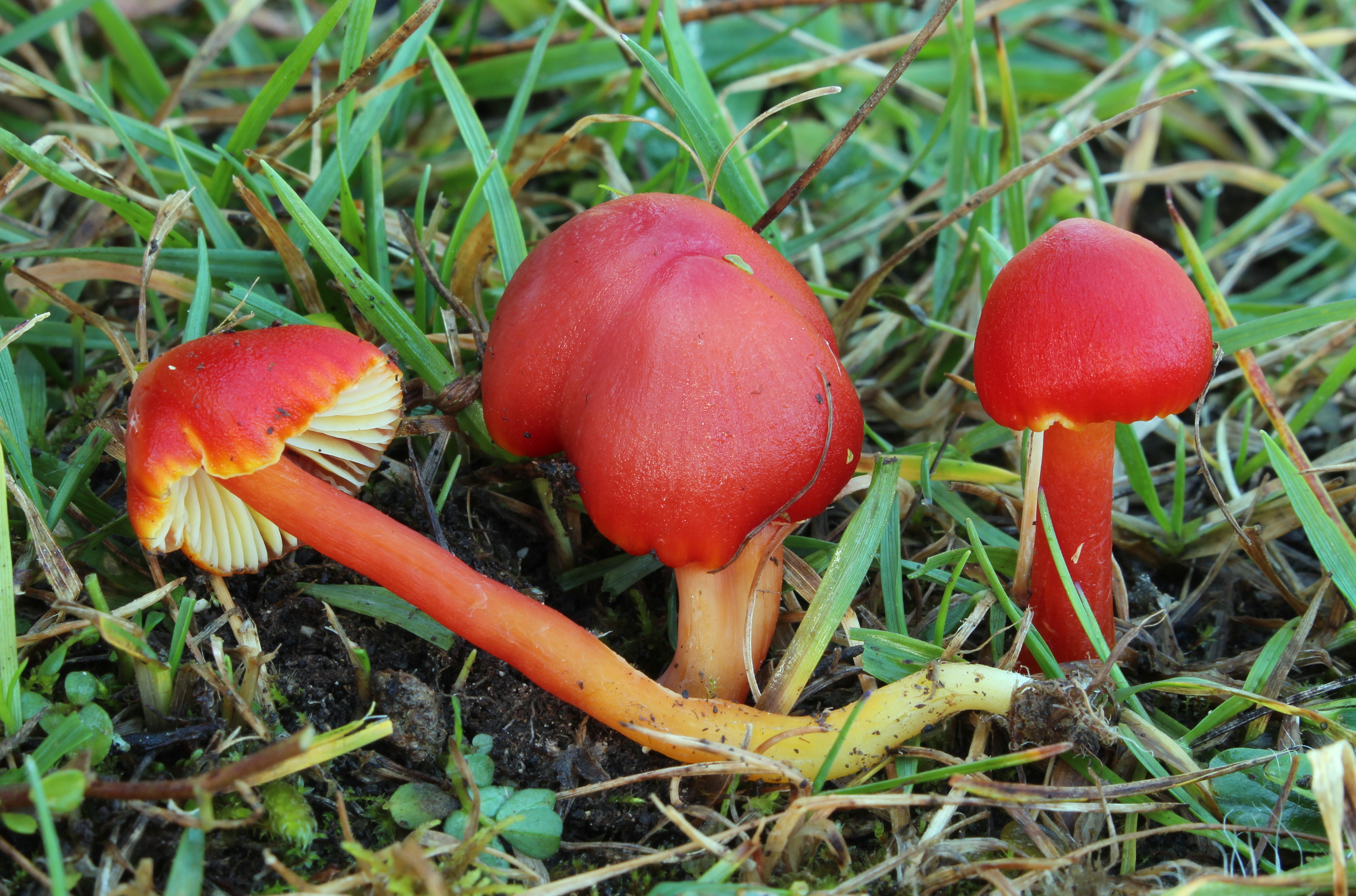Kirschroter Saftling Hygrocybe coccinea