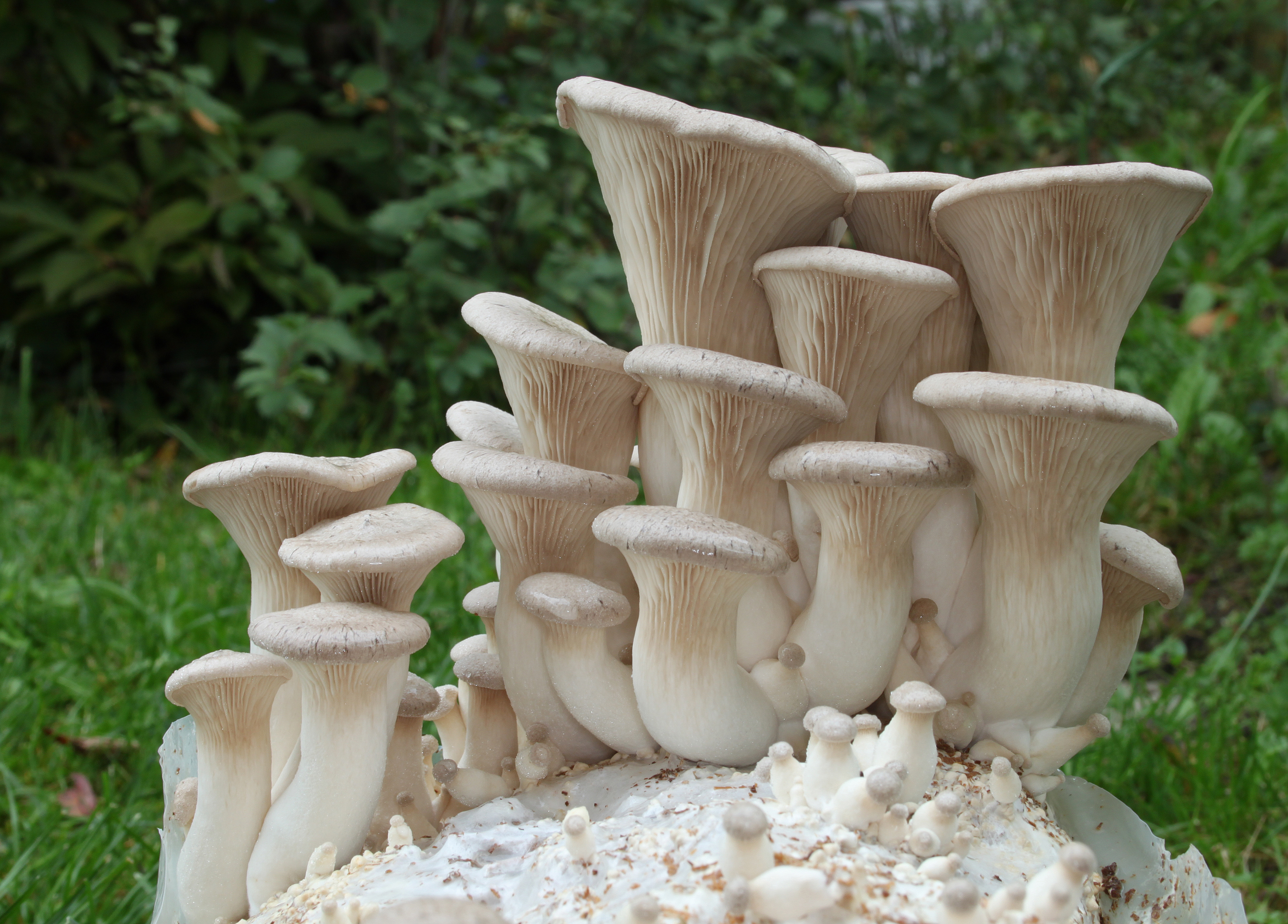 Kräuter-Seitling Pleurotus eryngii