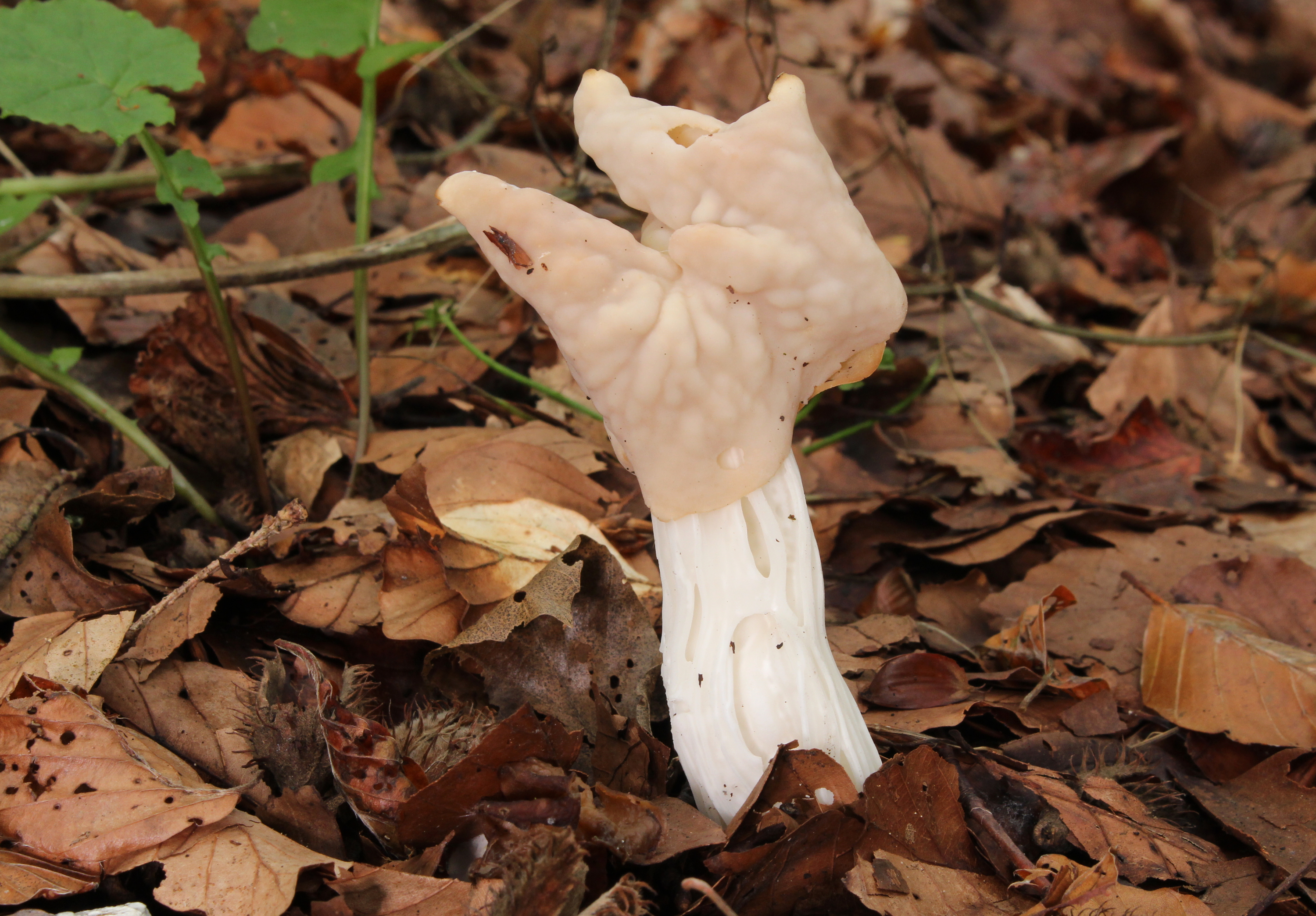 Krause Lorchel (Helvella crispa)