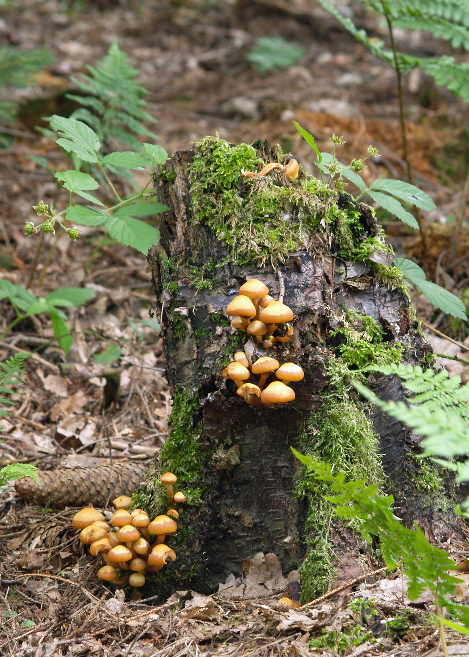 Kuehneromyces mutabilis LC0075