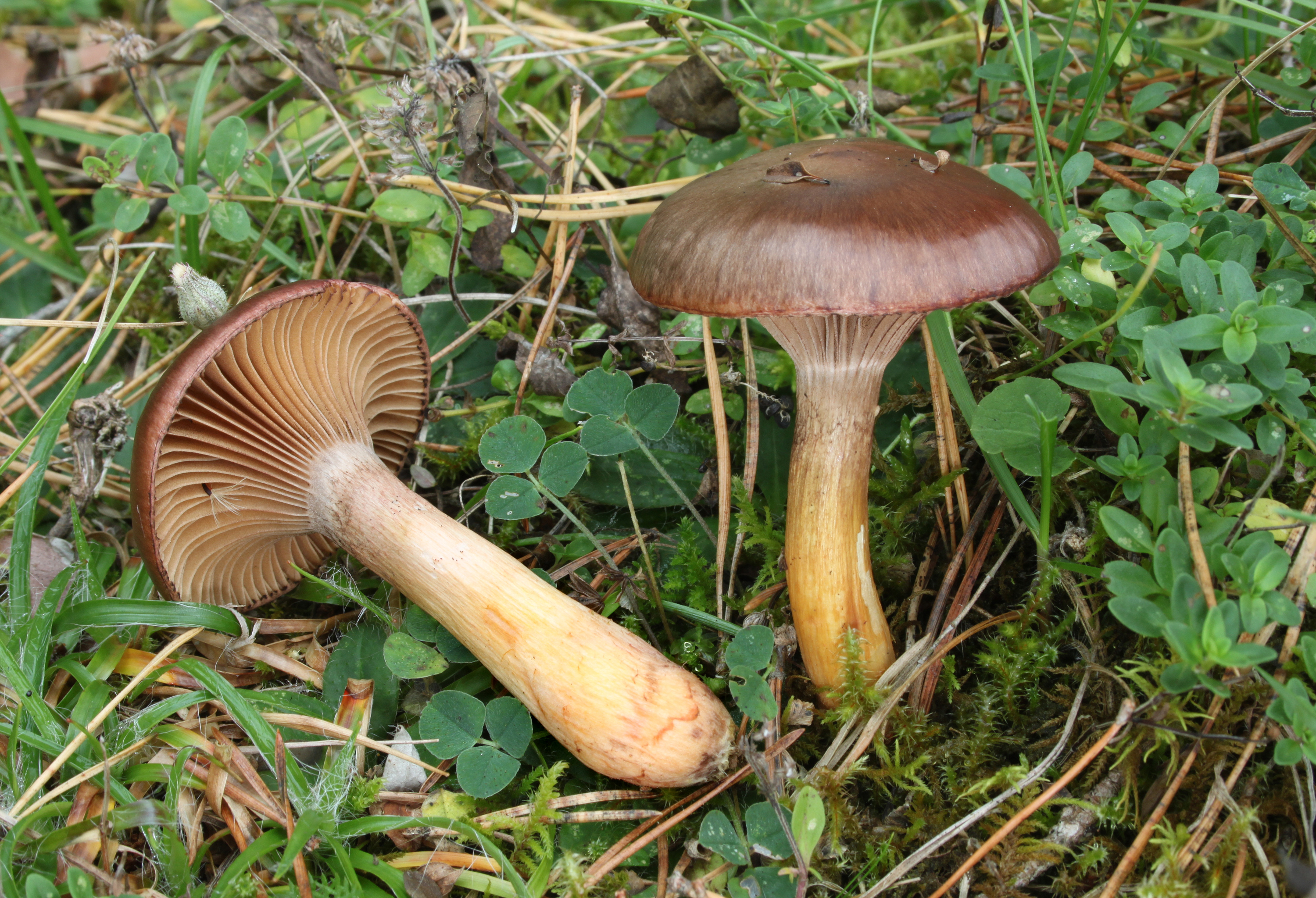 Kupferrote Gelbfuß Chroogomphus rutilus