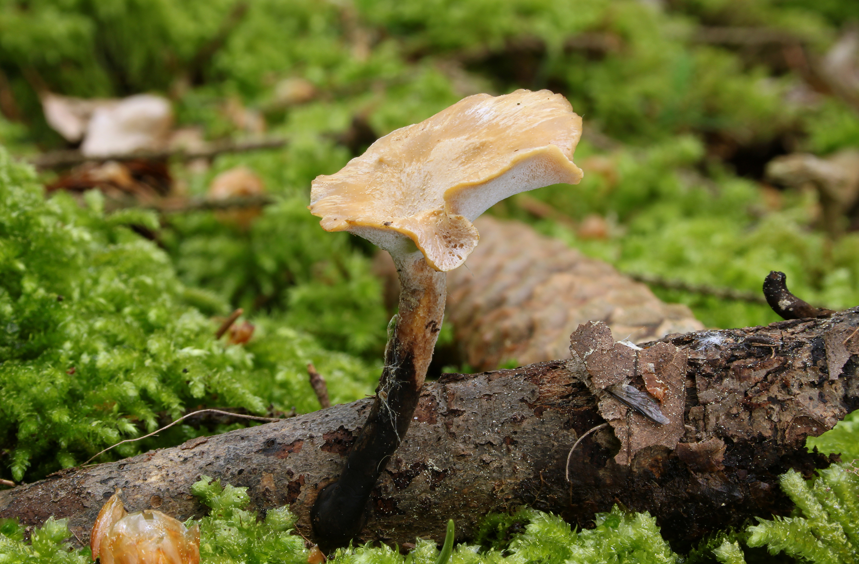 Löwengelber Stielporling Polyporus varius
