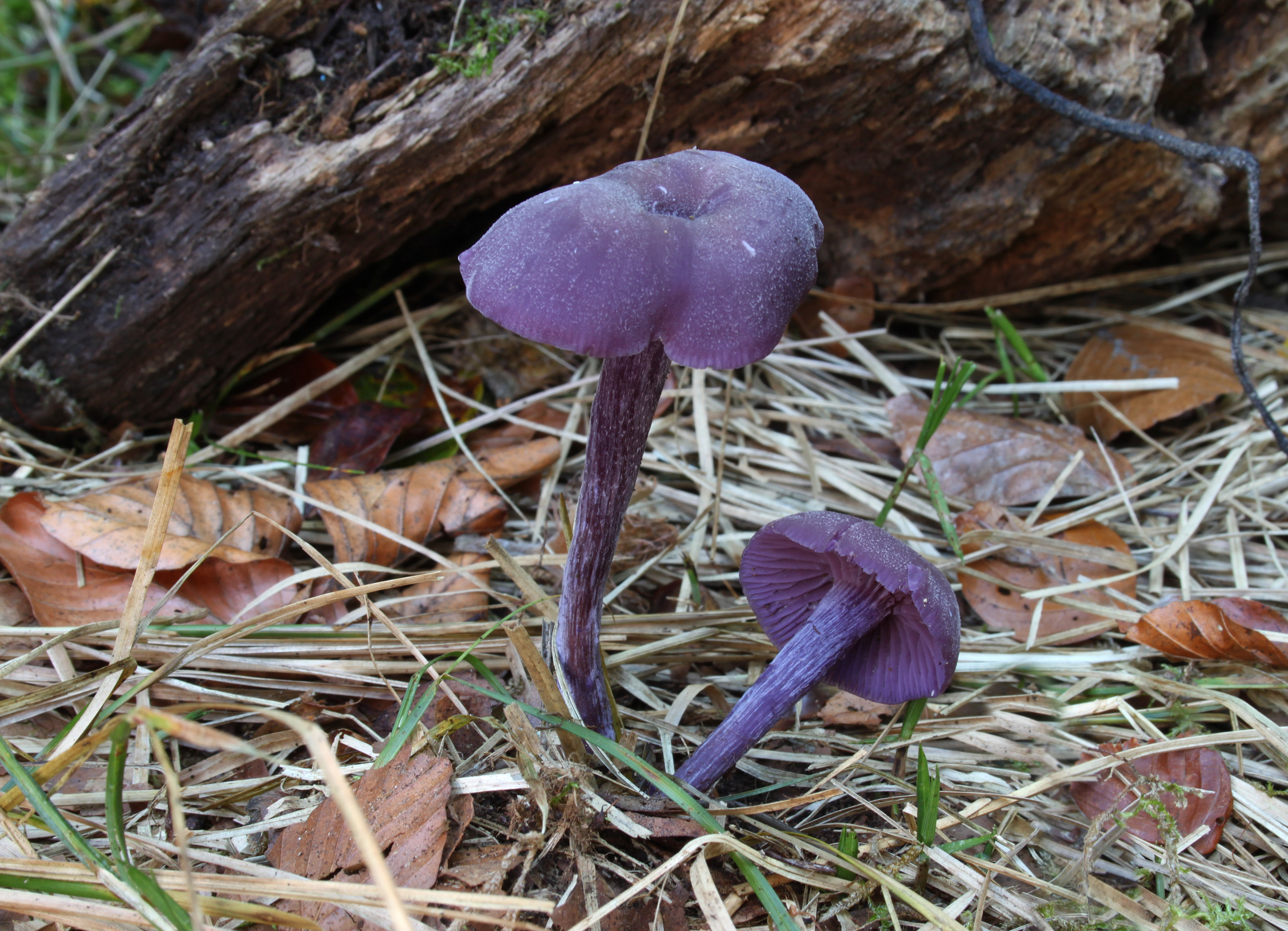 Laccaria-amethystina-Laccaria amethystea