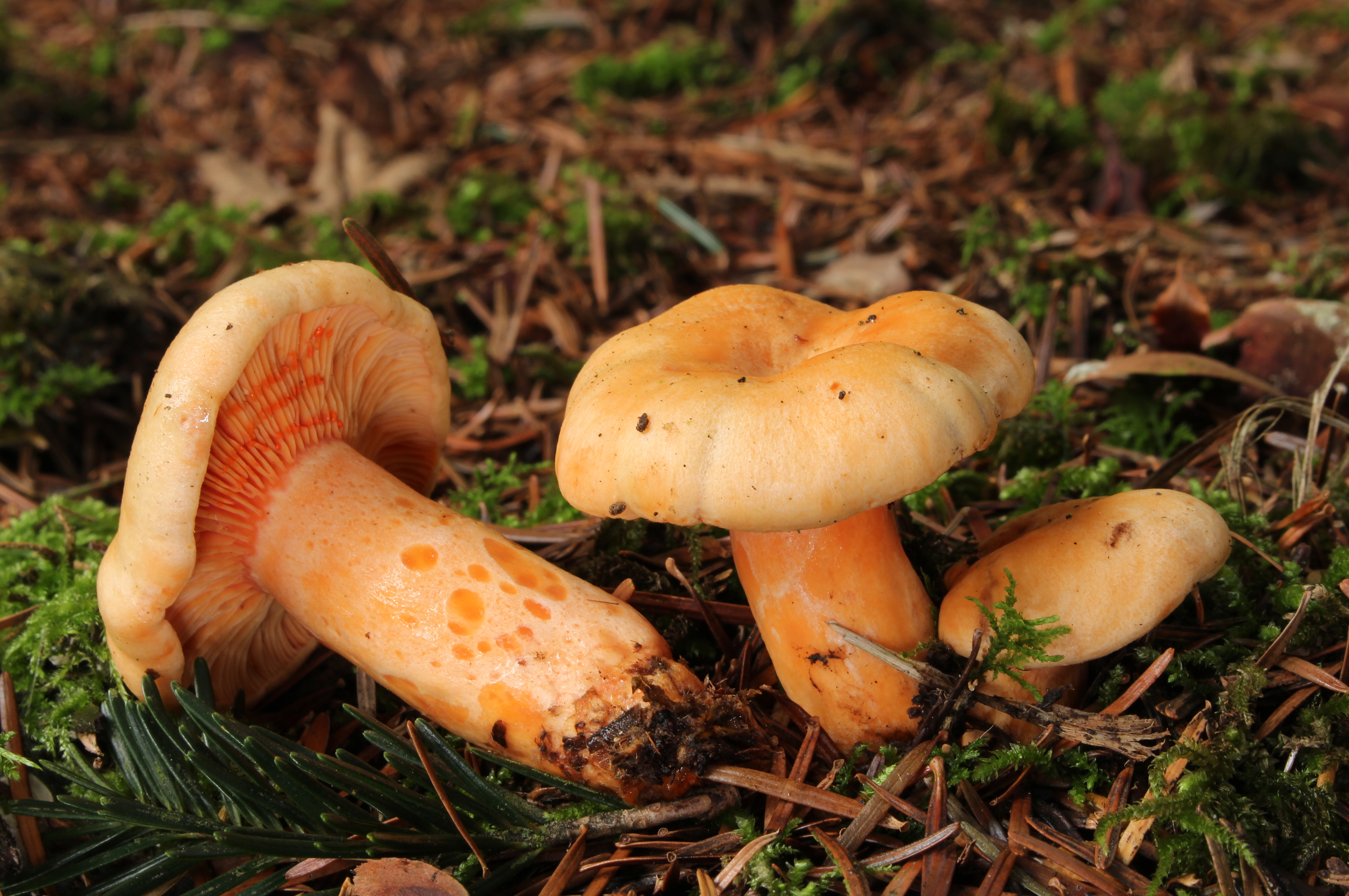 Lachs-Reizker (Lactarius salmonicolor)