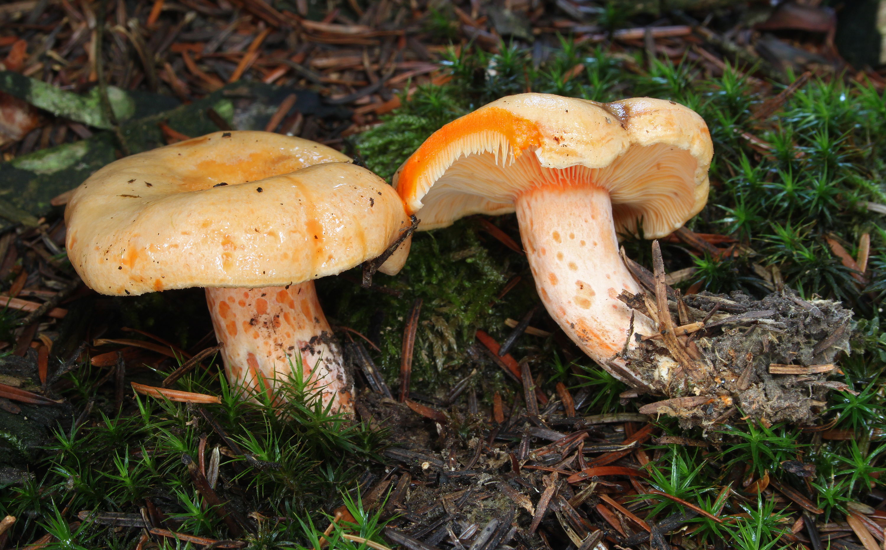 Lachs-Reizker Lactarius salmonicolor
