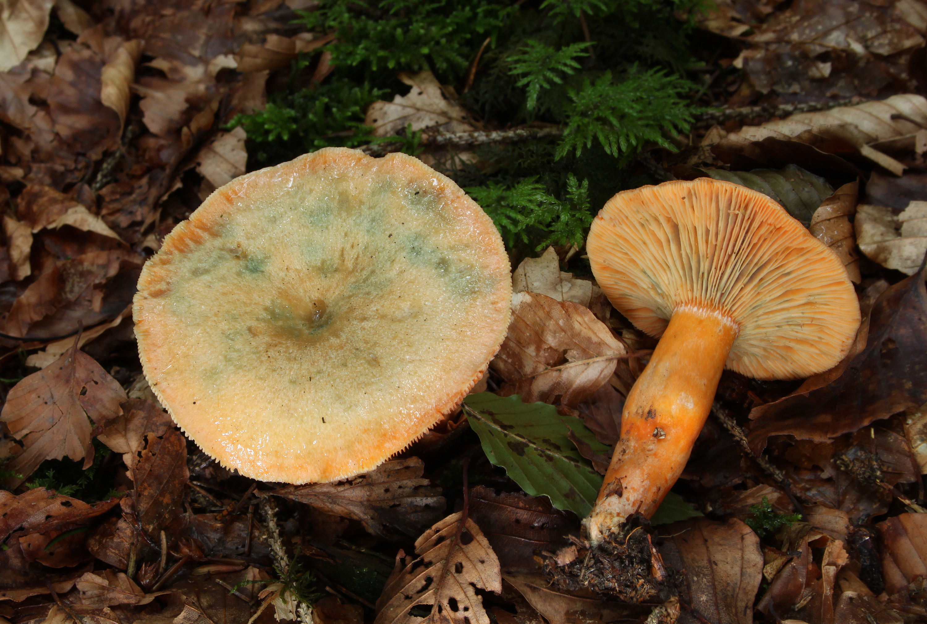Lactarius-deterrimus-Fichten-Reizker