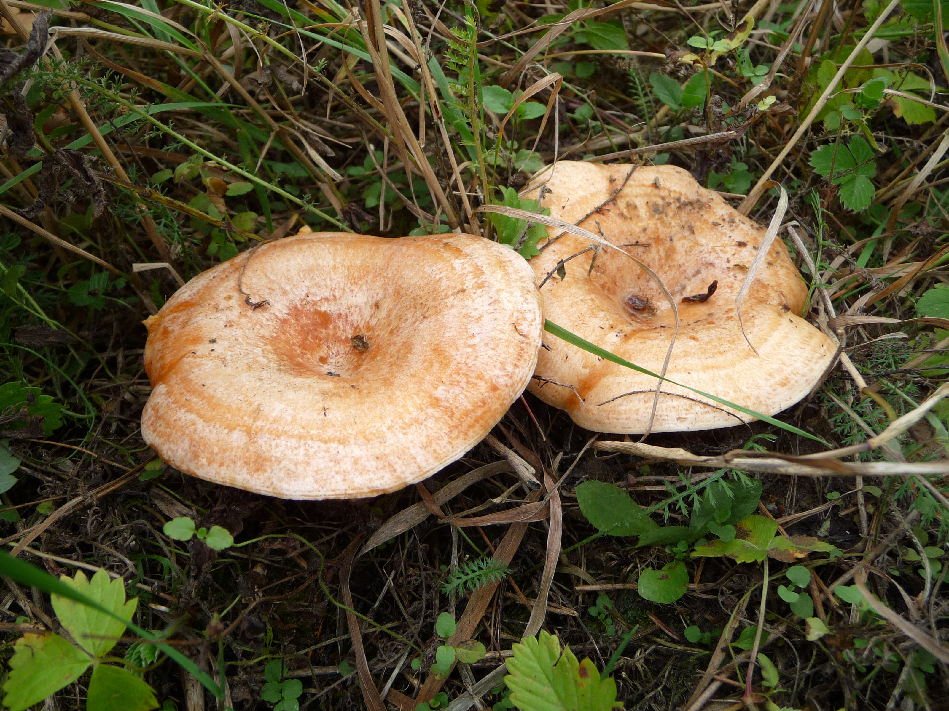 Lactarius deliciosus 2010 G1