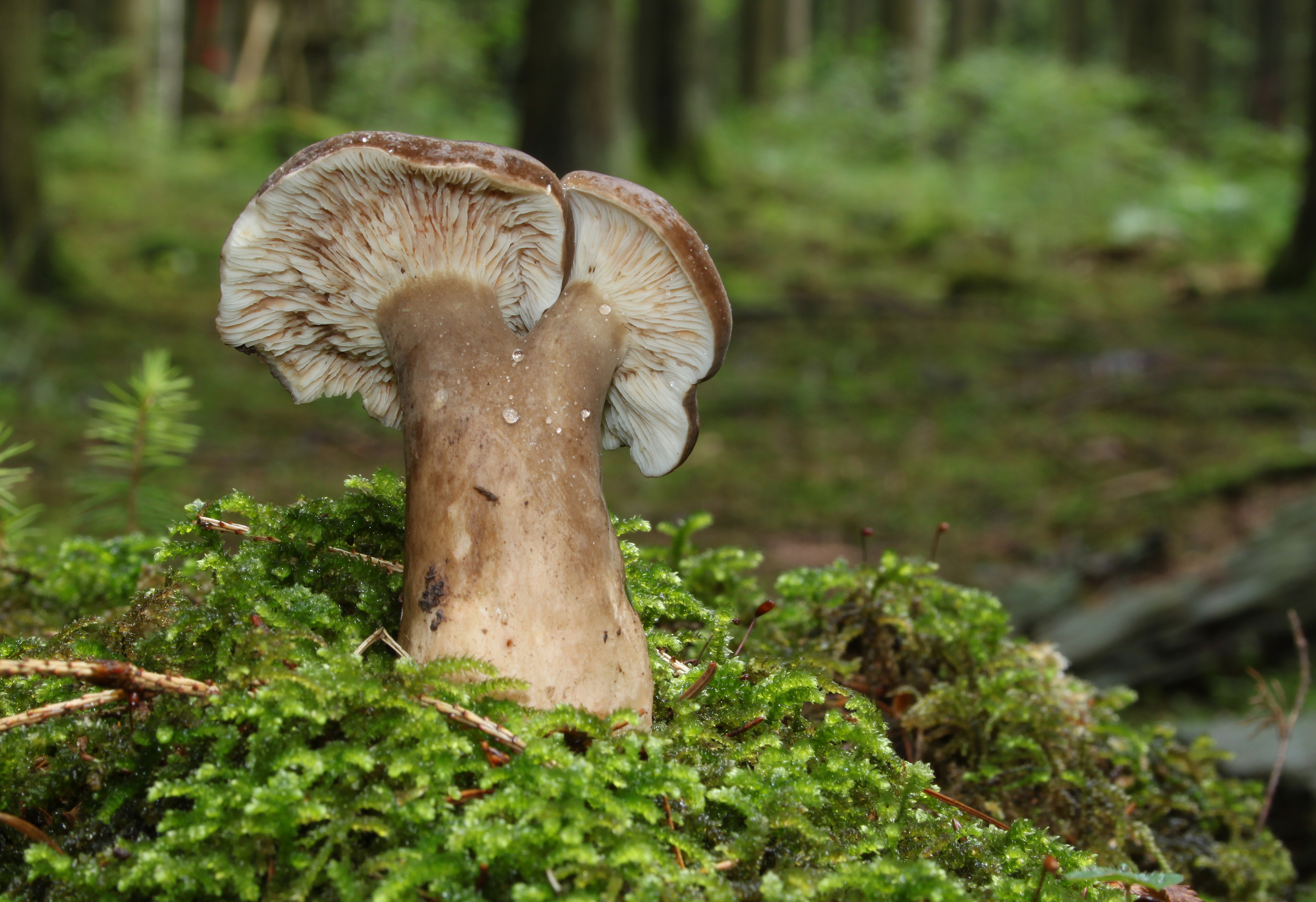 Lactarius picinus old form