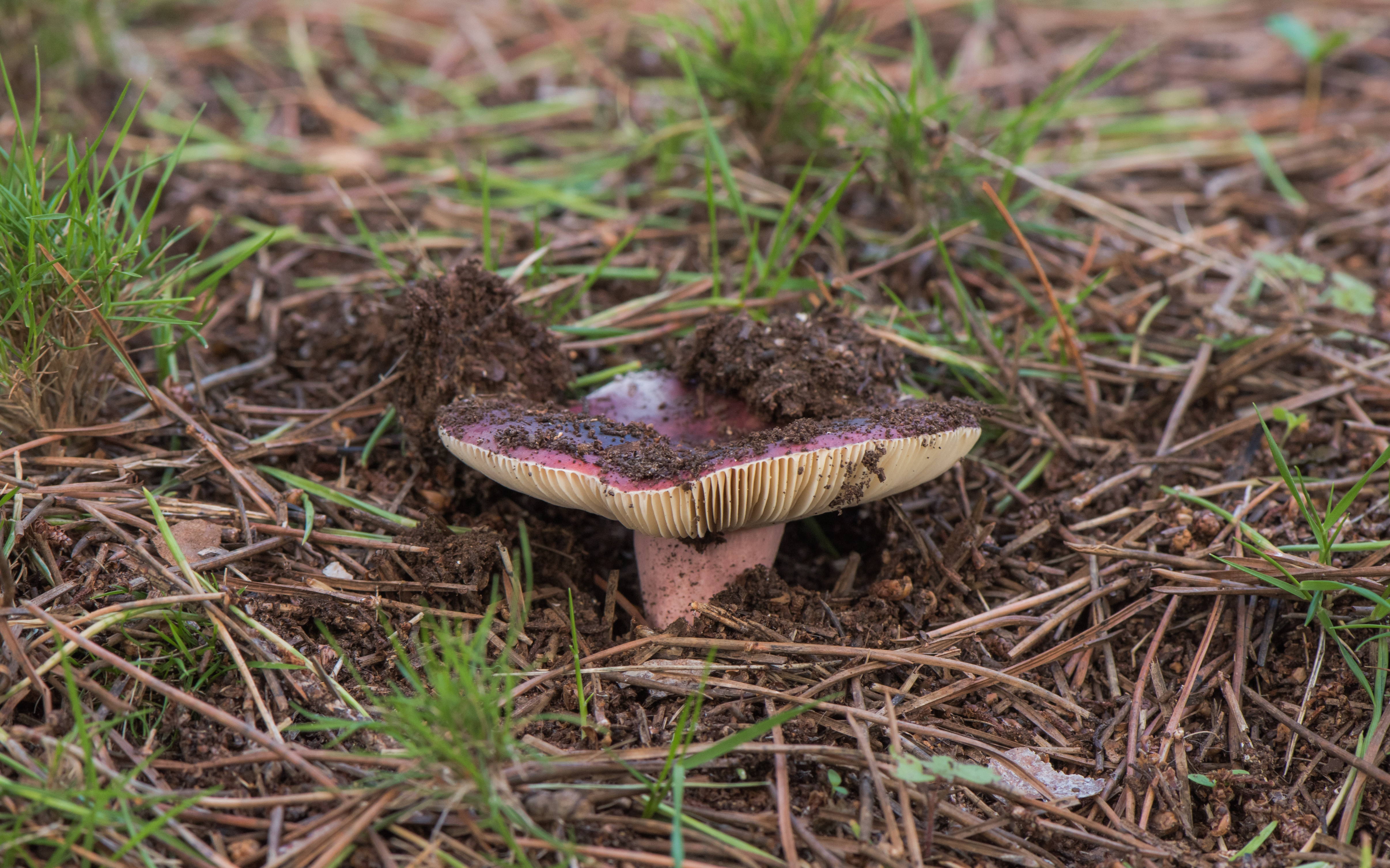Lactarius rufus, Sète 02