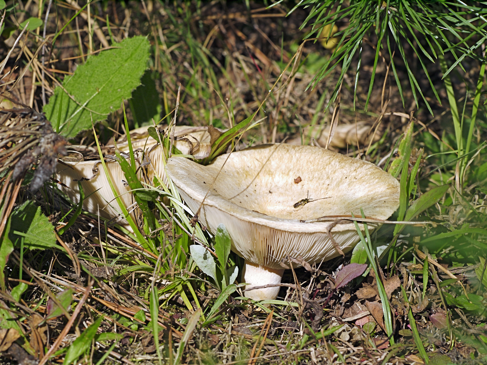 Lactarius vellereus LC0113
