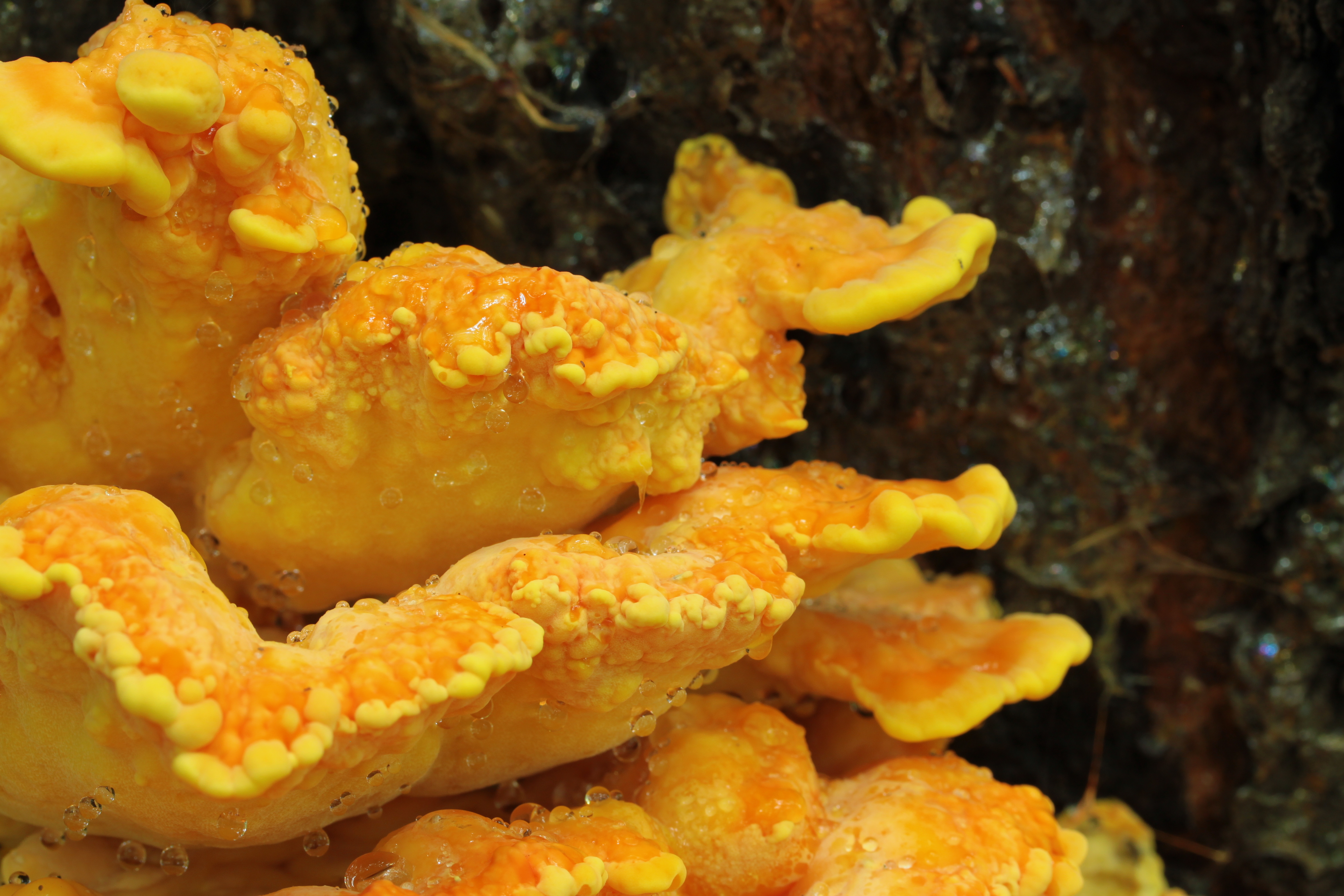 Laetiporus sulphureus, 2012-09-02-0433