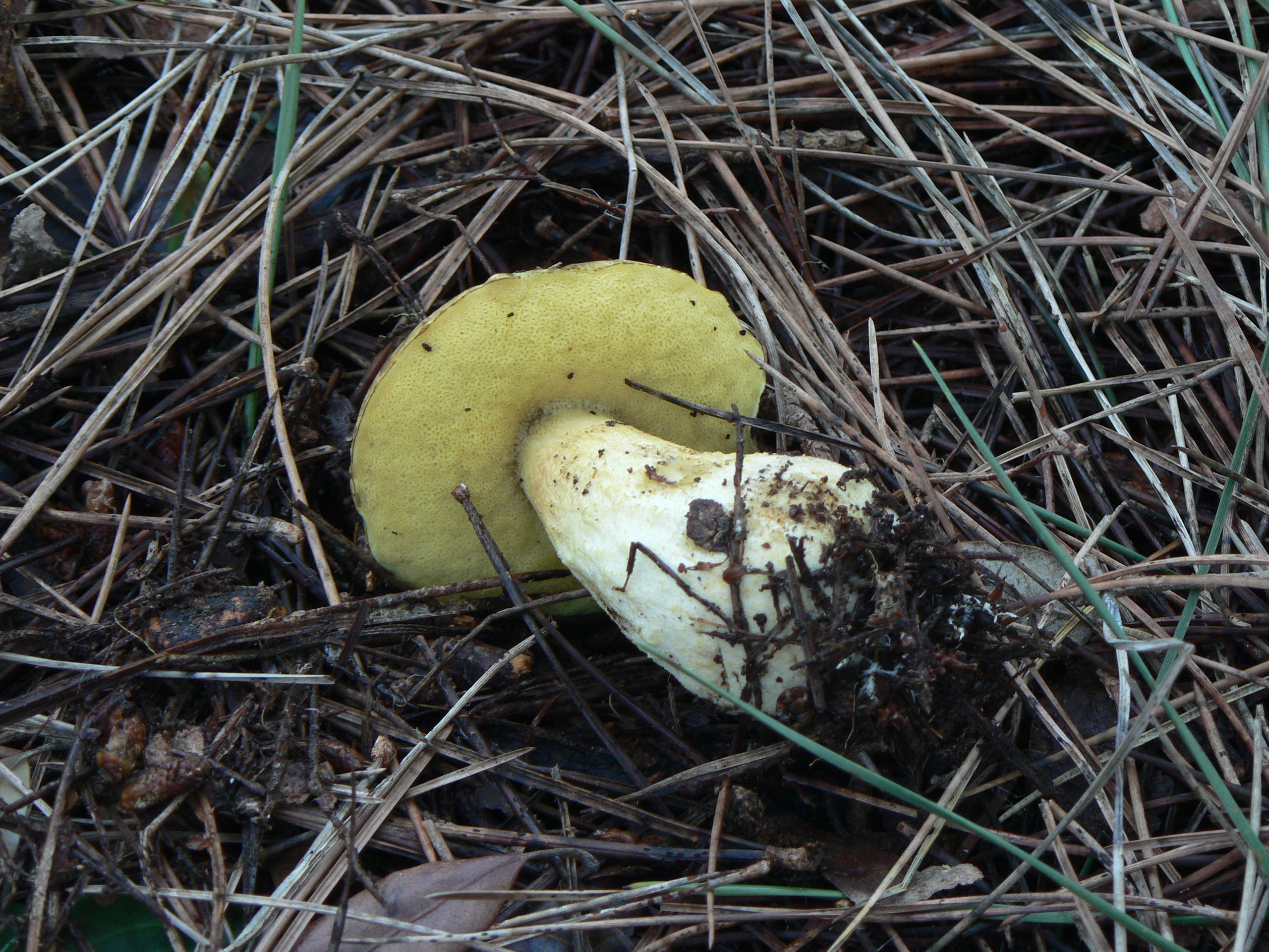 LeccinumLepidum 02