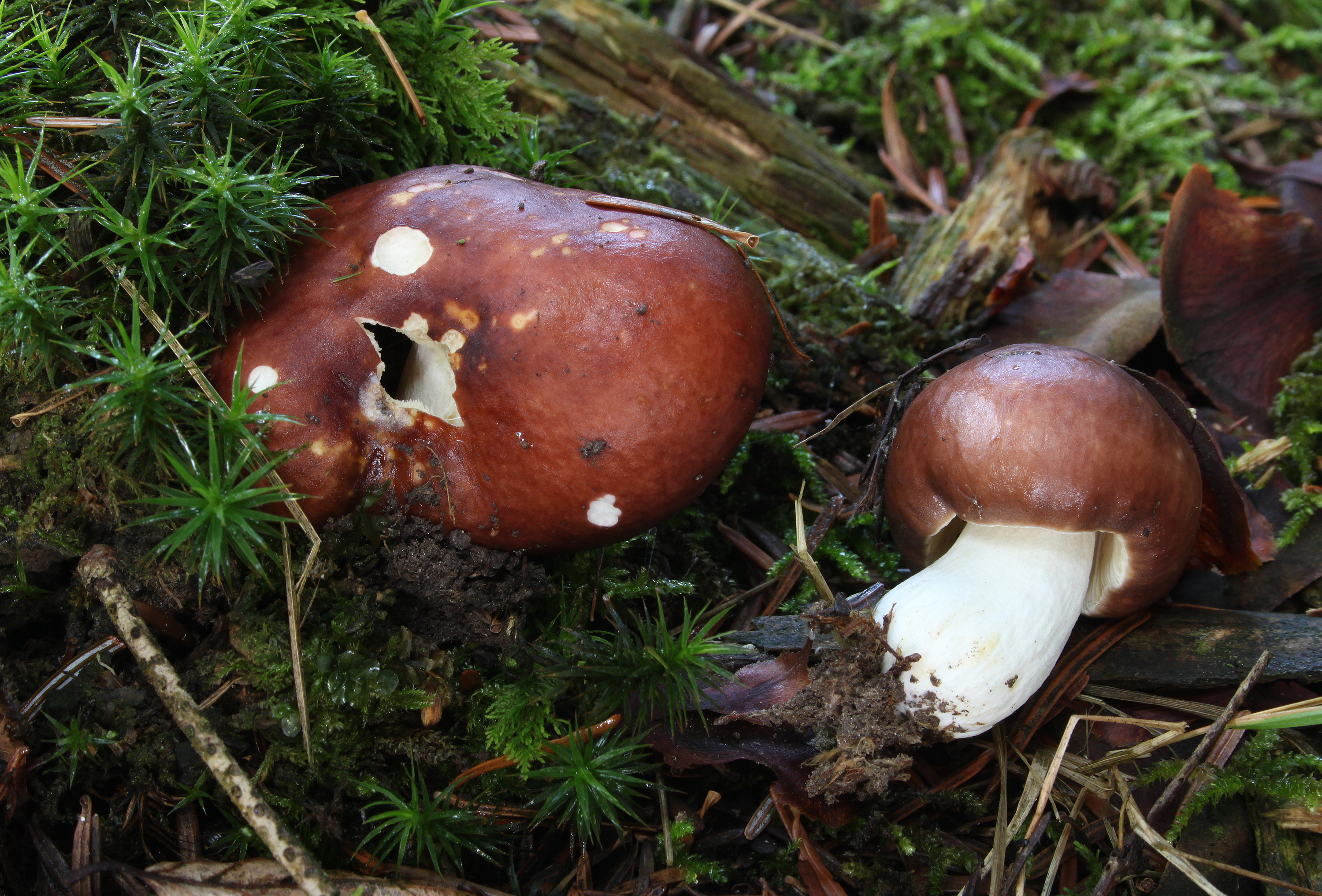 Leder-Täubling Russula integra