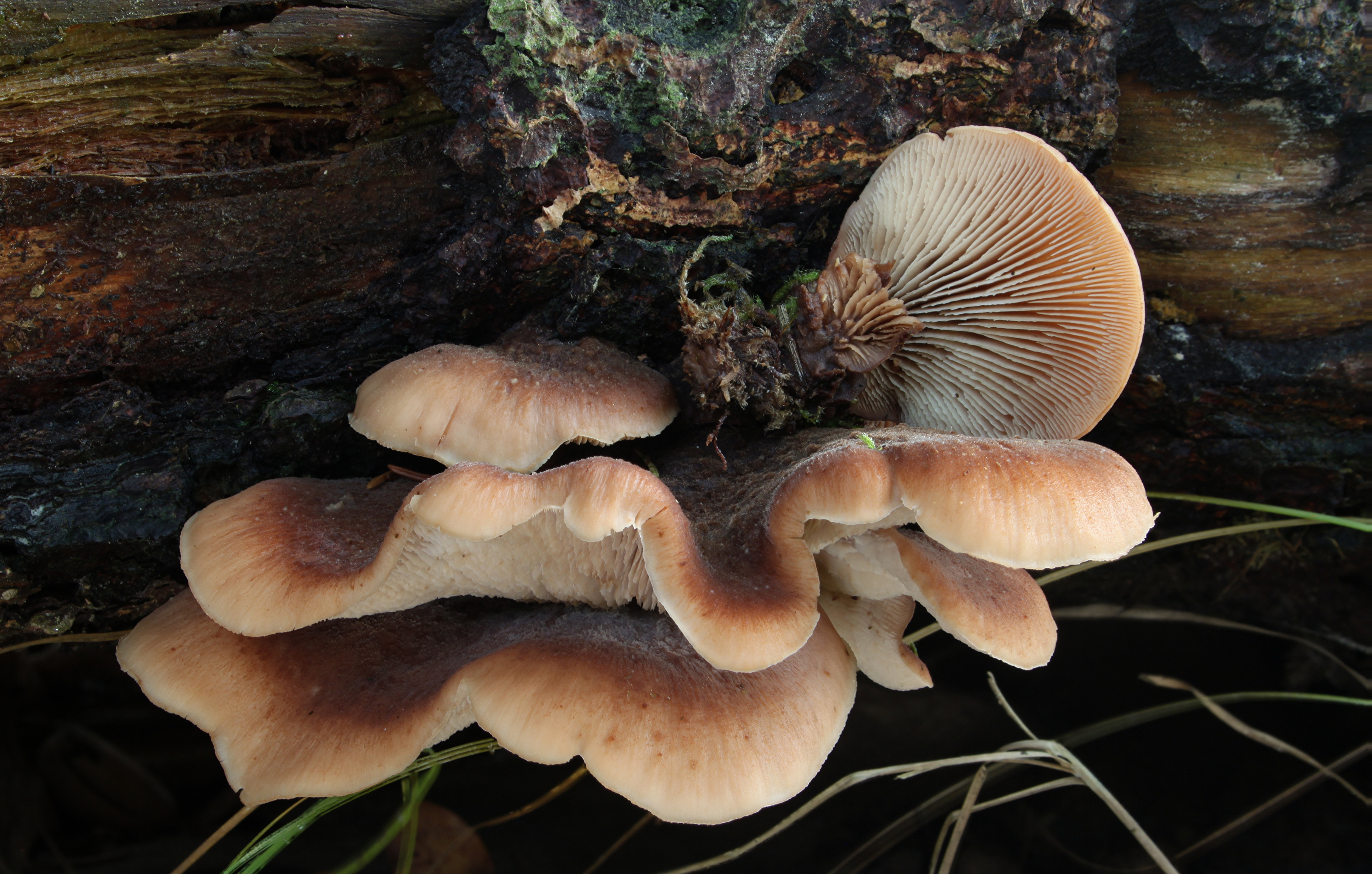 Lentinellus castoreus Lentinellus ursinus