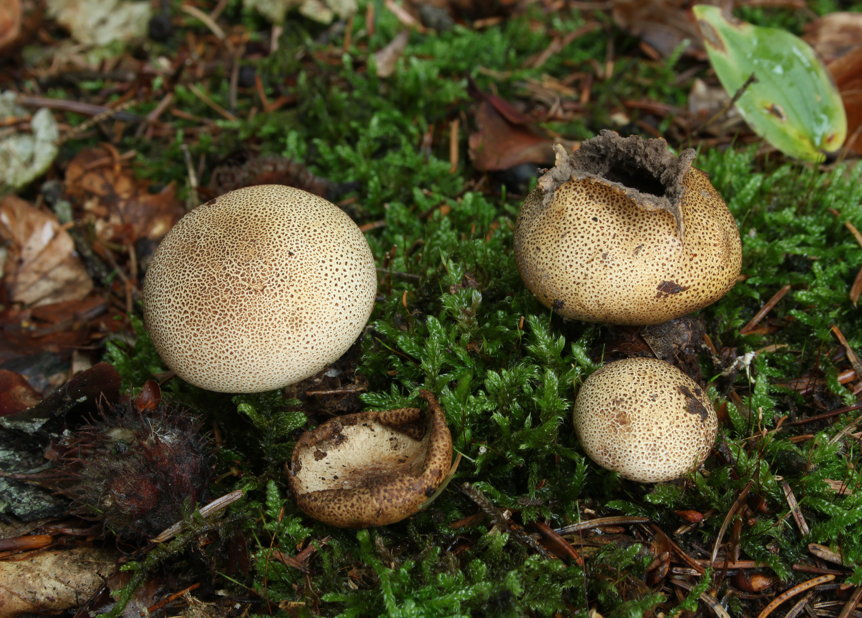 Leopardenfell-Hartbovist Scleroderma areolatum