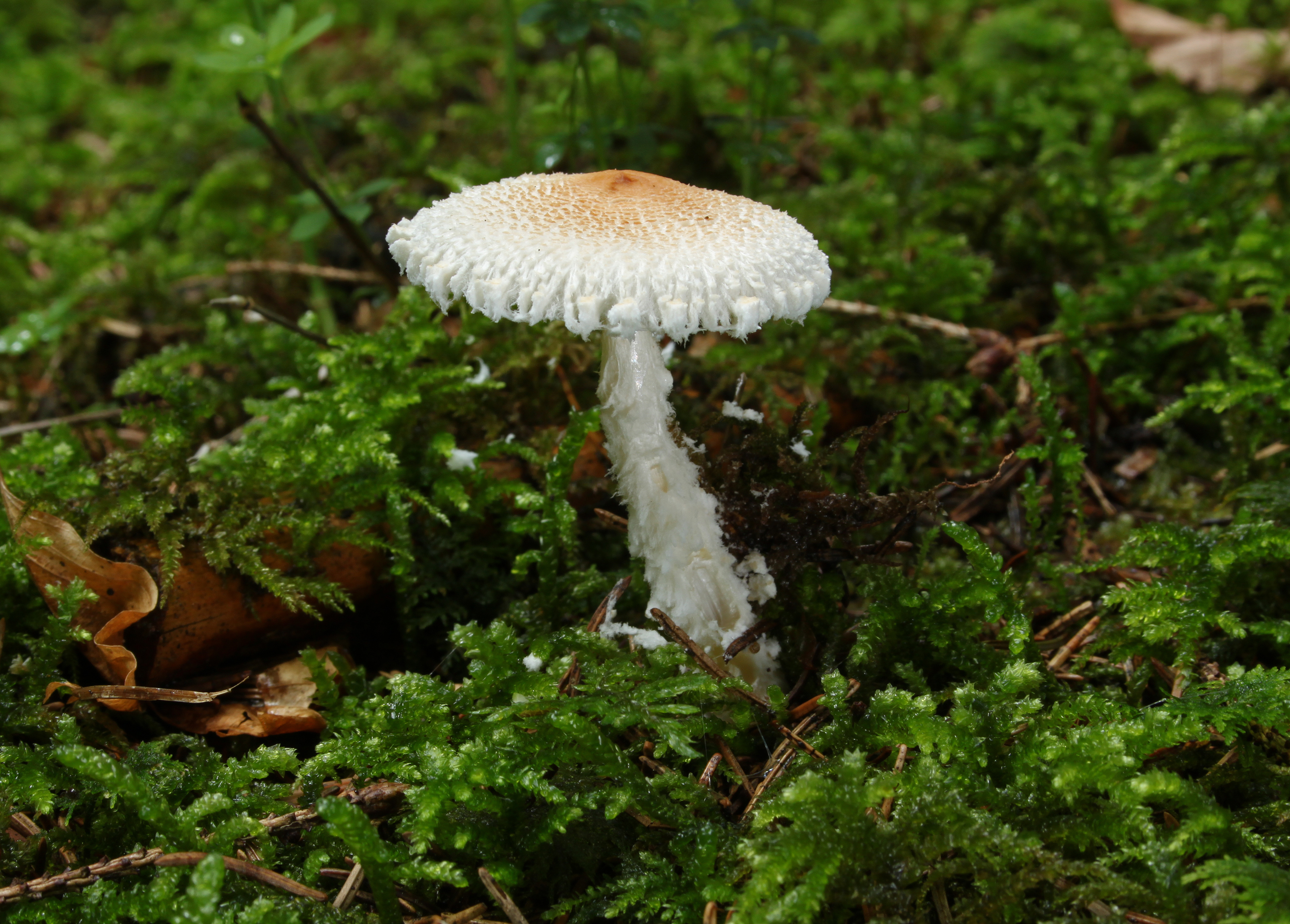 Lepiota-clypeolaria