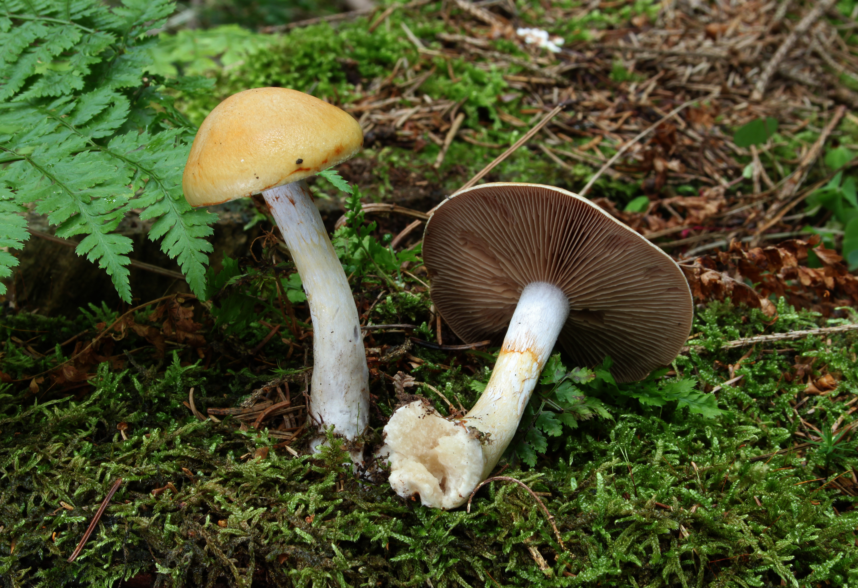 Lilablättriger-Schleimfuß-Cortinarius-delibutus