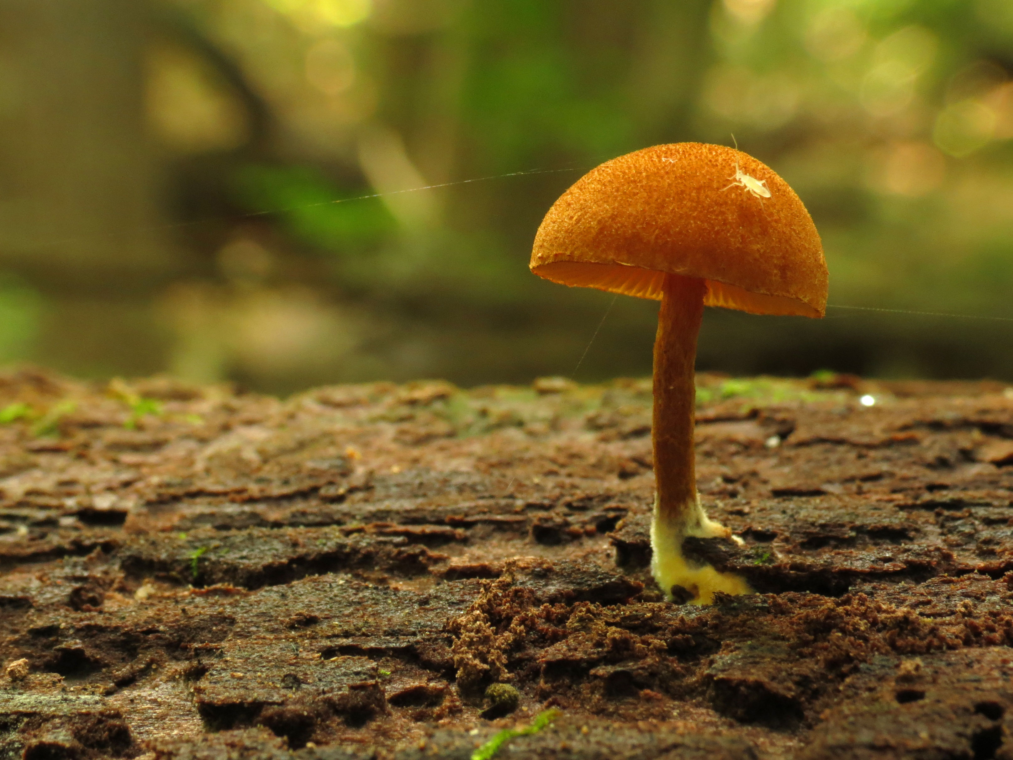 Little Mushroom on a Log (21999311253)