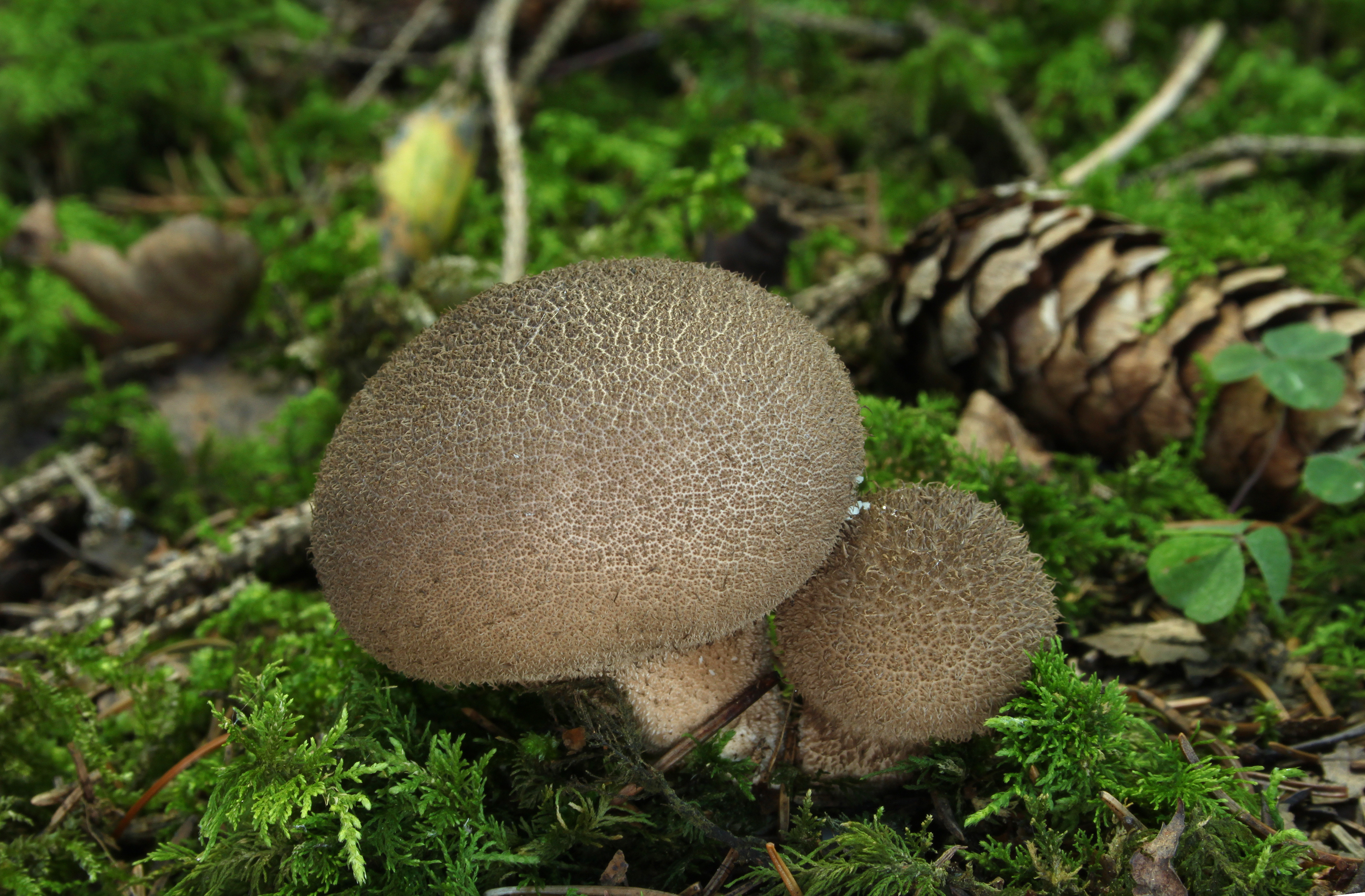 Lycoperdon-umbrinum-bräunlicher-stäubling