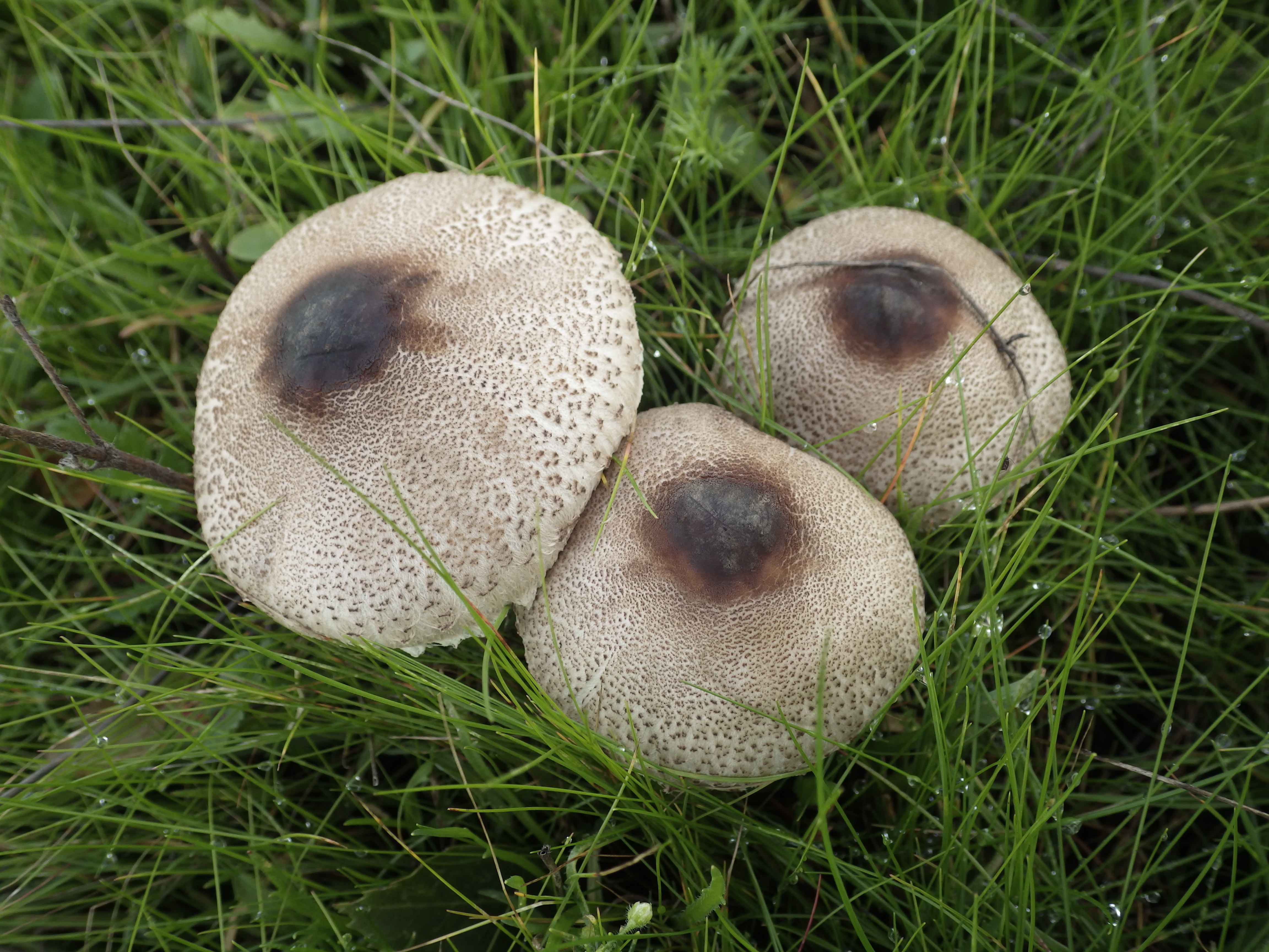 Macrolepiota phaeodisca 484410