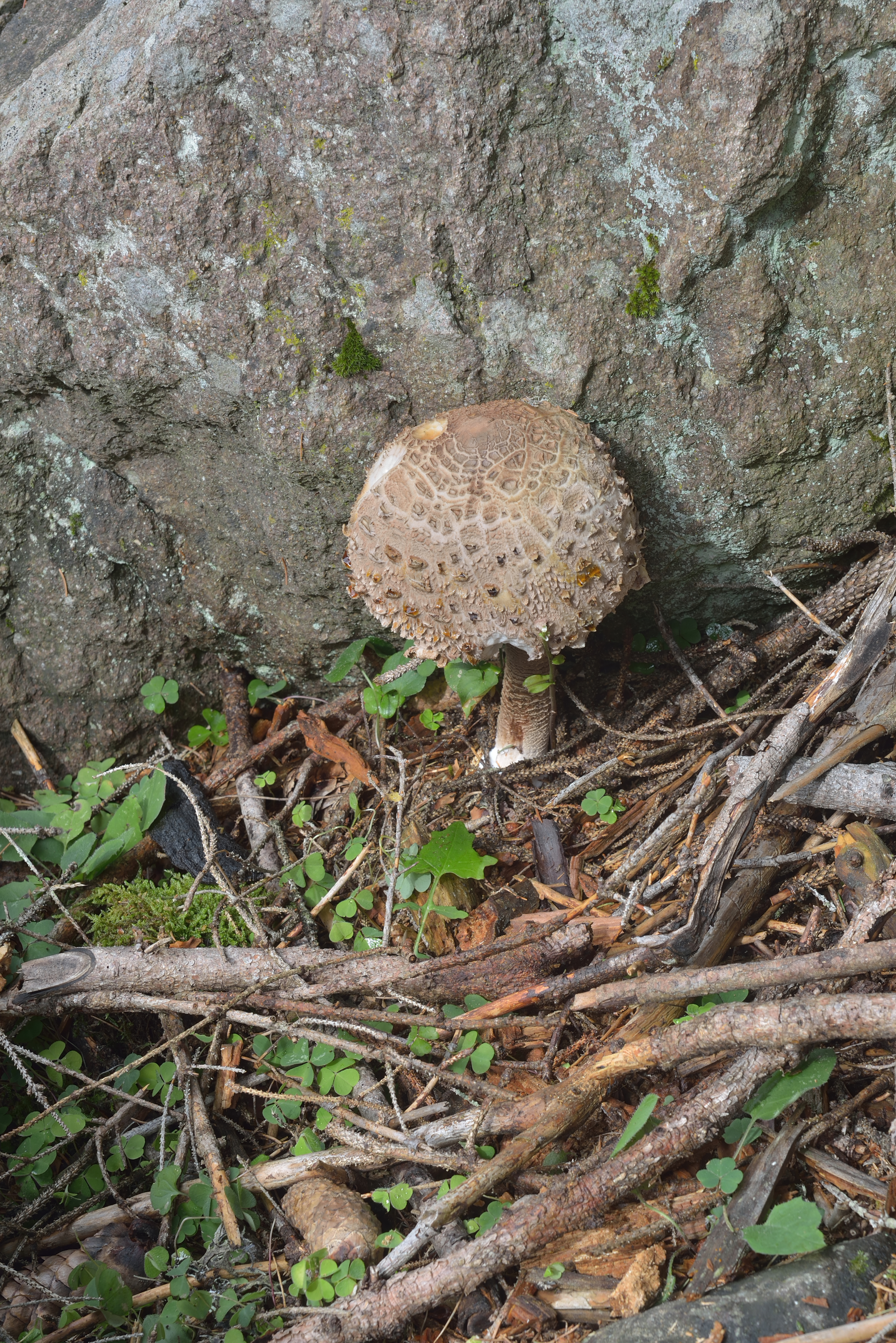 Macrolepiota procera Parasol Riesenschirmpilz Kastelruth