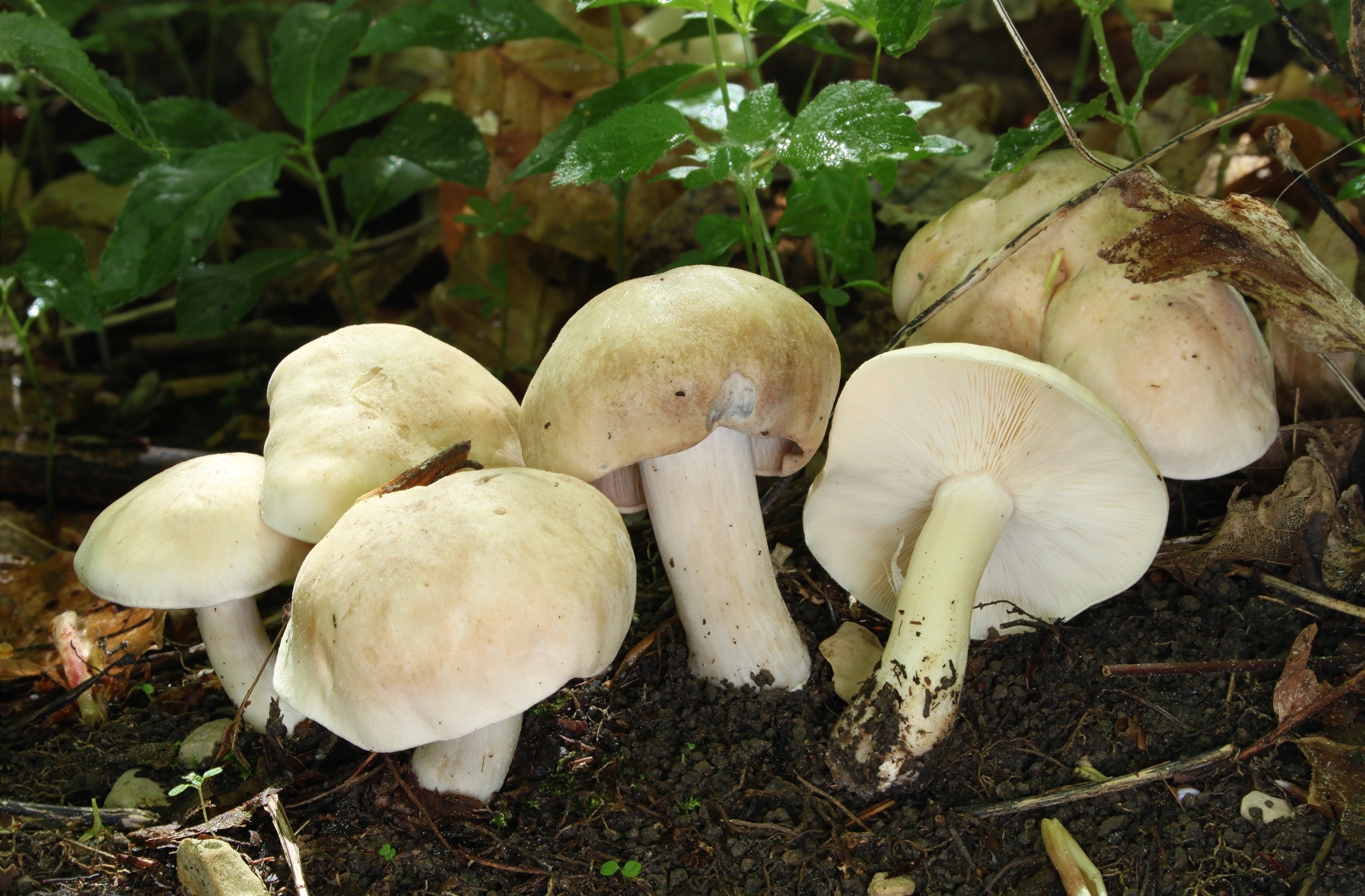 Maipilz Calocybe gambosa