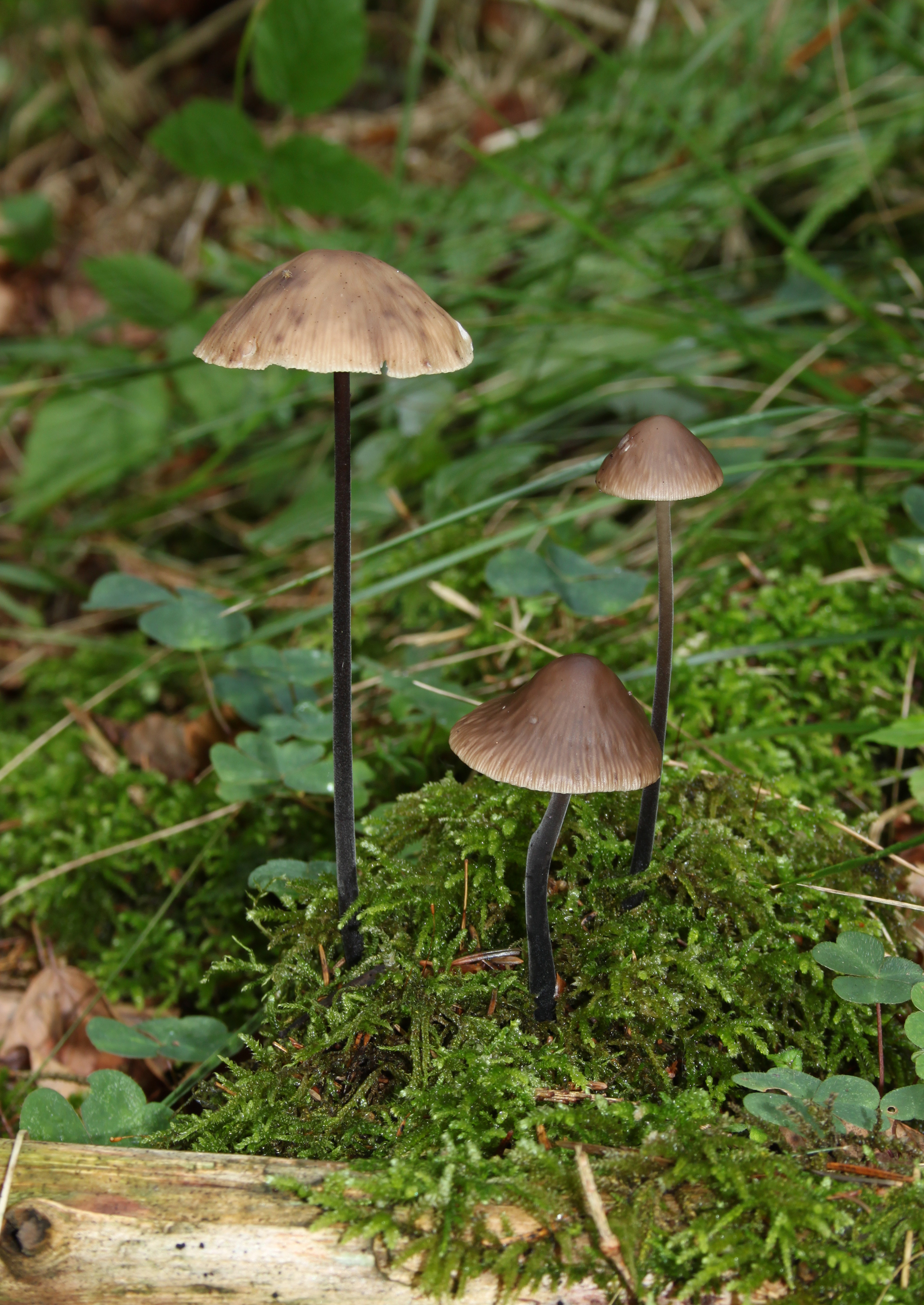 Marasmius alliaceus-Knoblauchschwindling