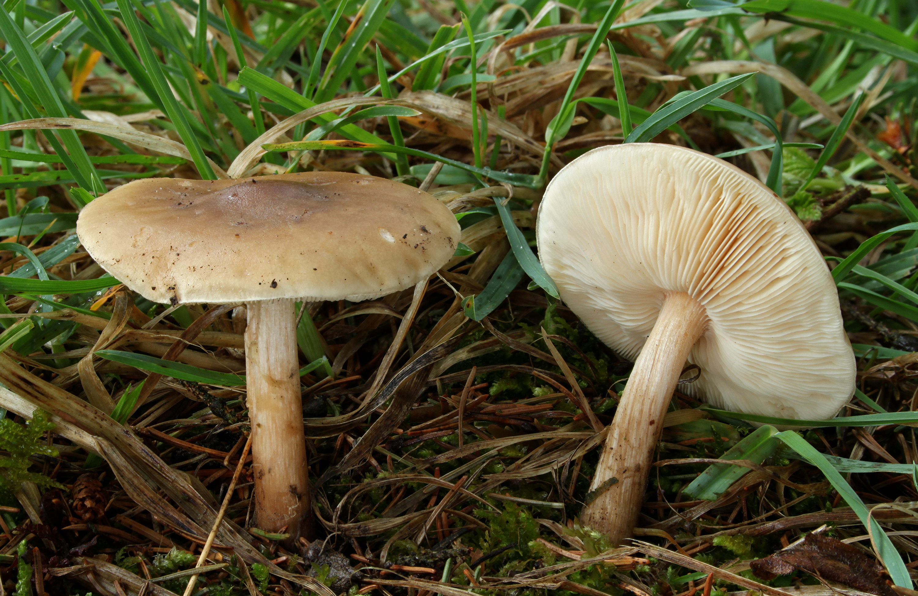 Melanoleuca cognata Frühlings Weichritterling