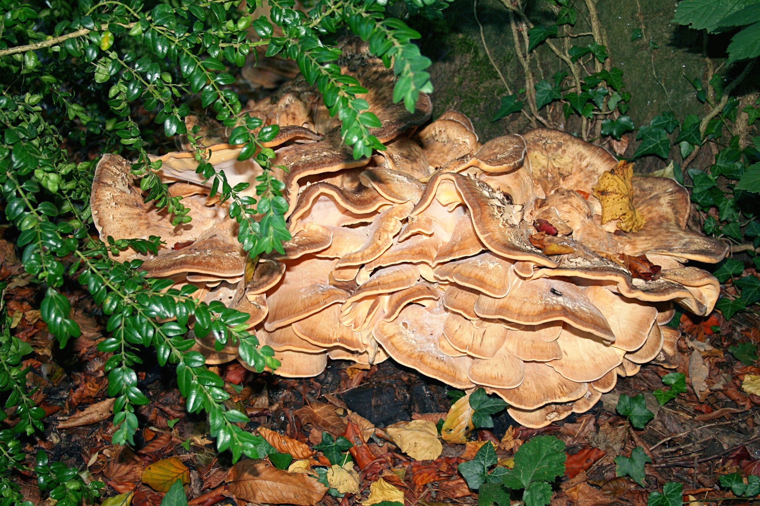 Meripilus giganteus JPG2b