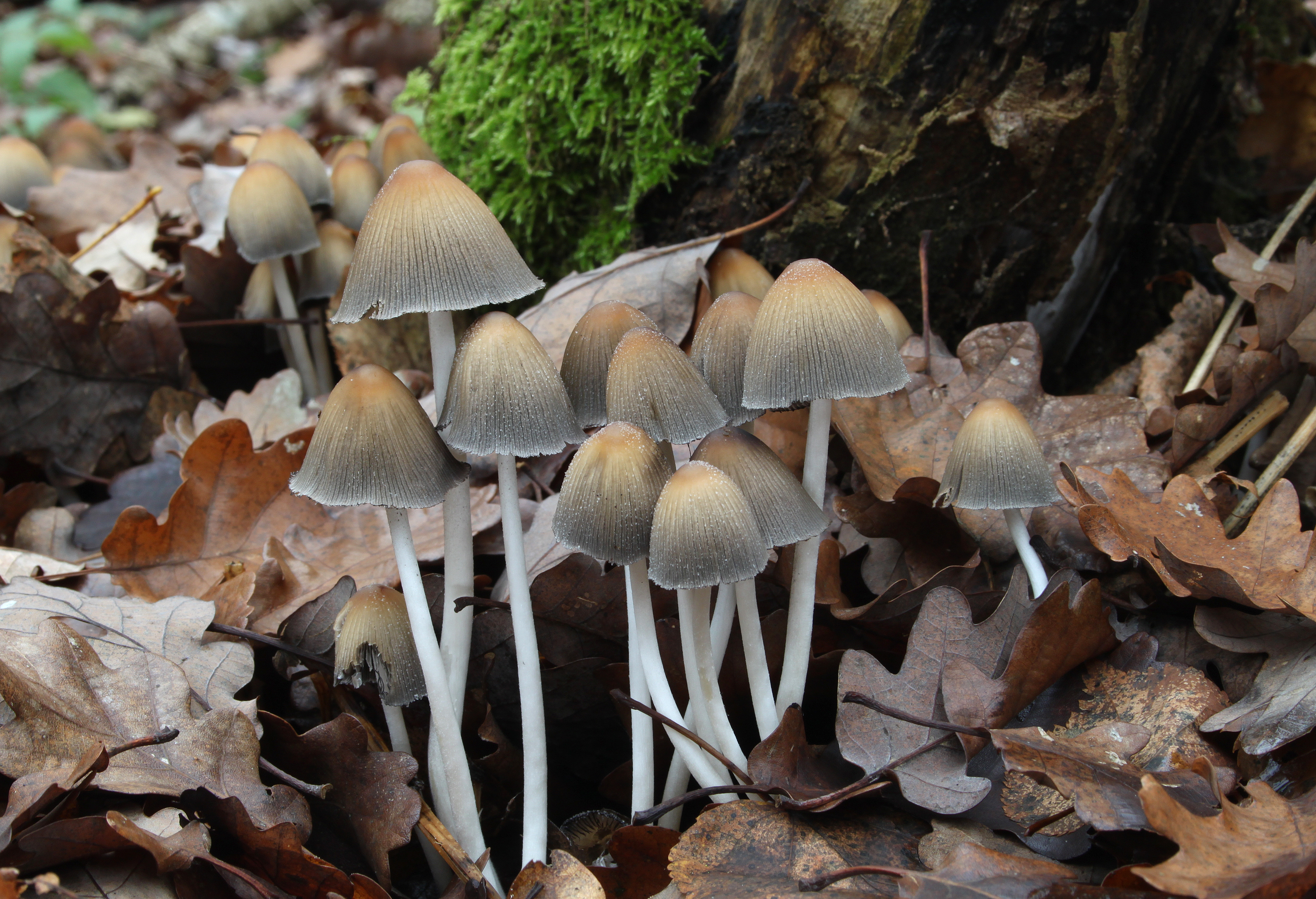 Mica Cap Coprinus micaceus
