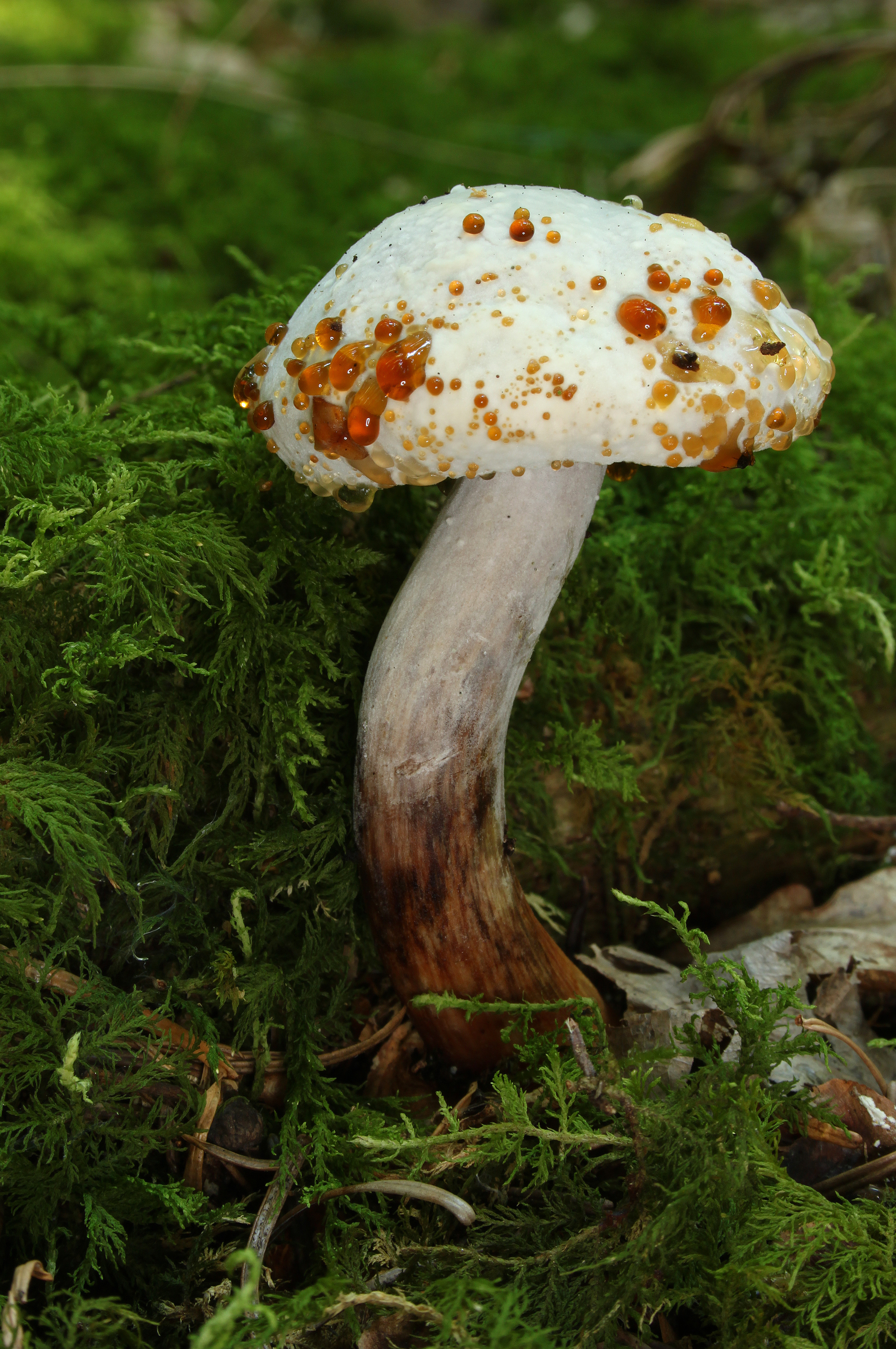 Mold boletus chrysenteron rotfussroehrling