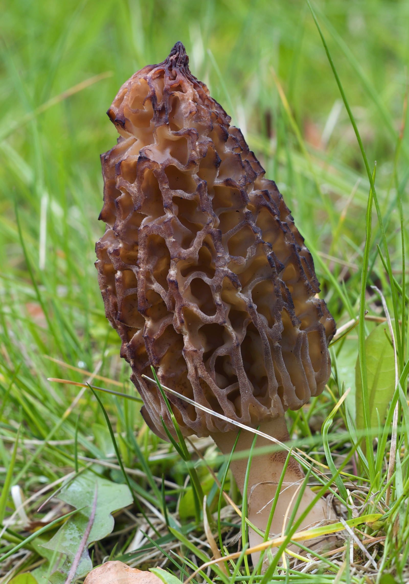Morchella conica LC0125