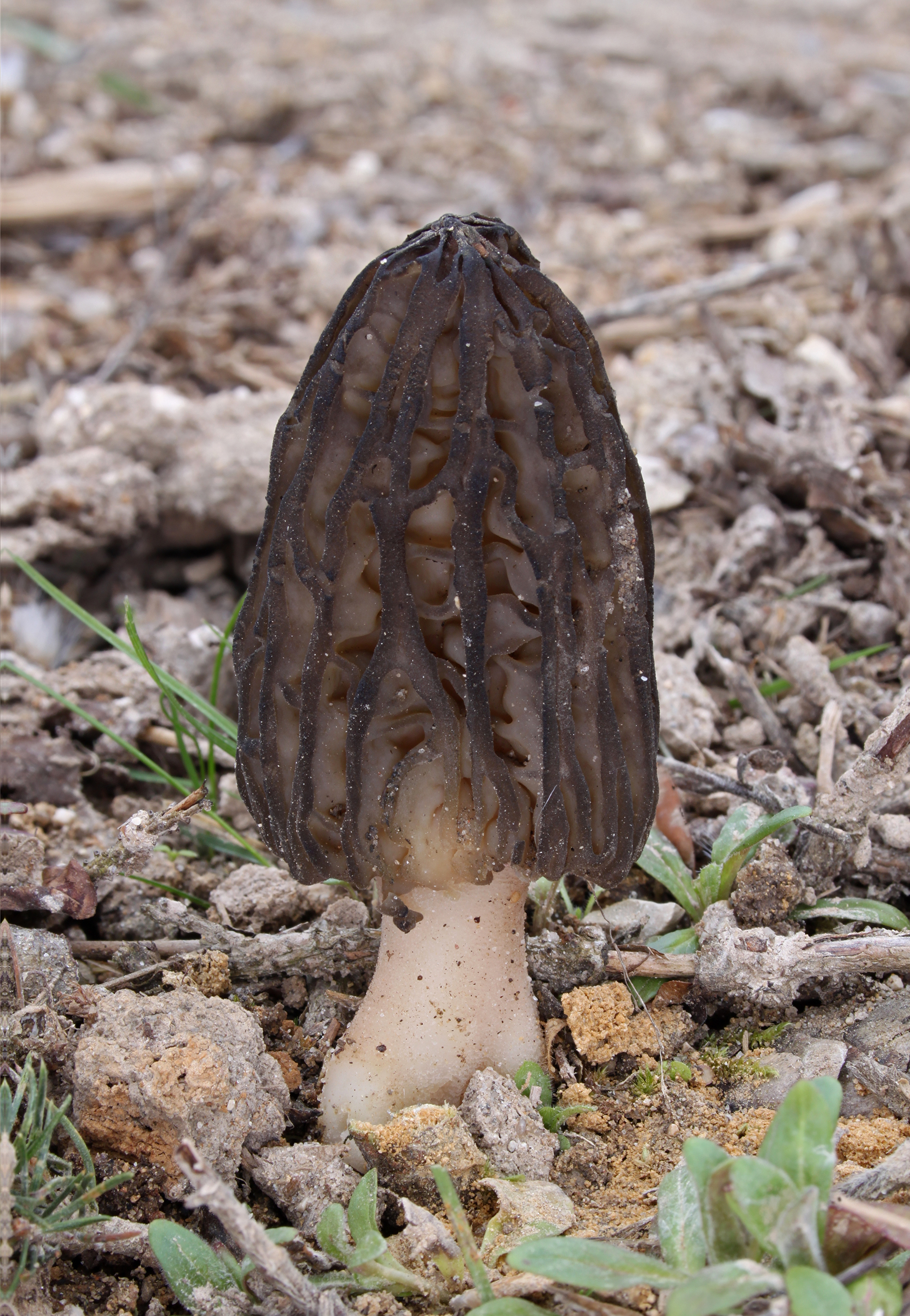 Morchella elata Spitzmorchel Morchella conica