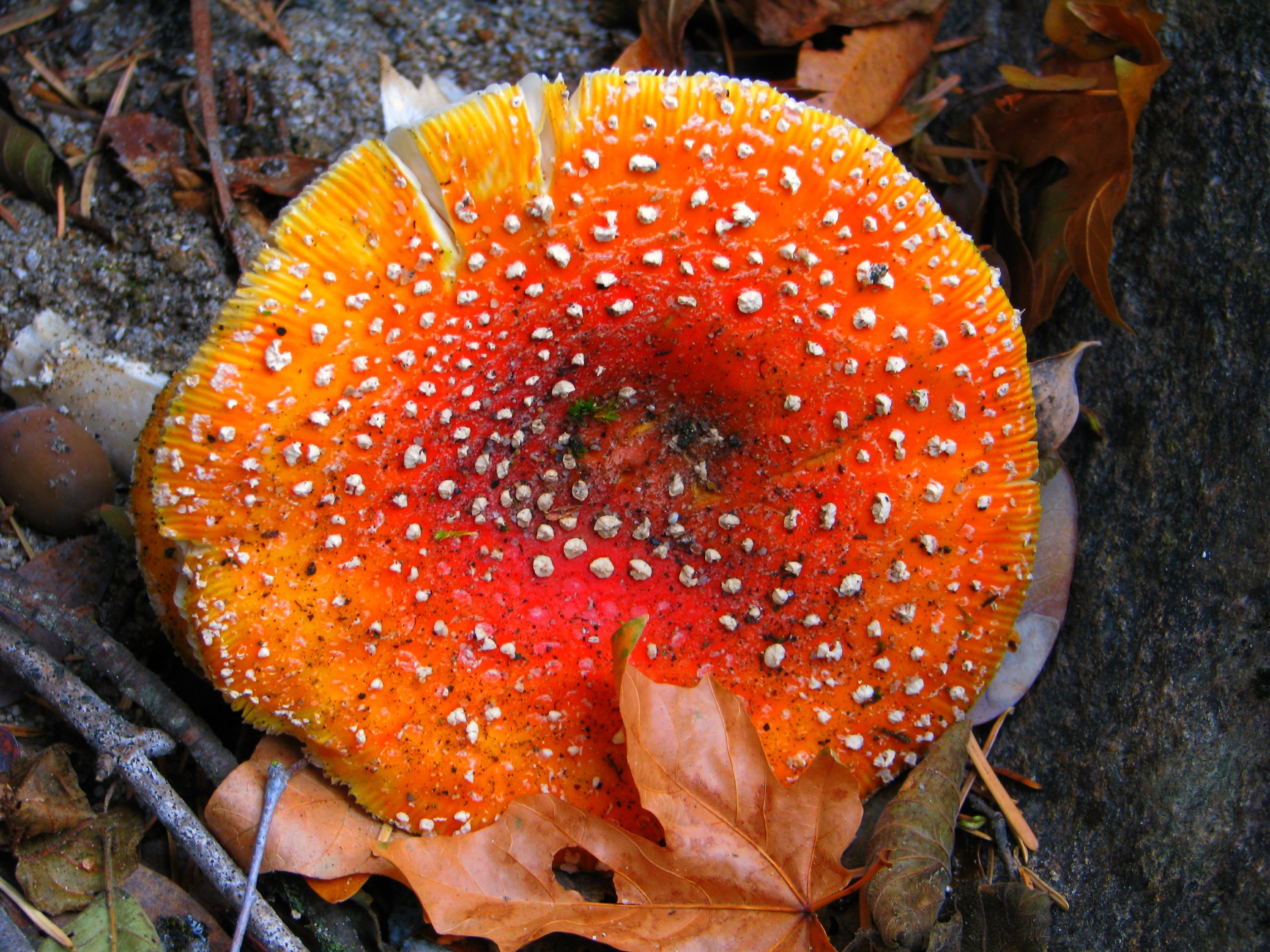 Mountain Toadstool (3020483457)
